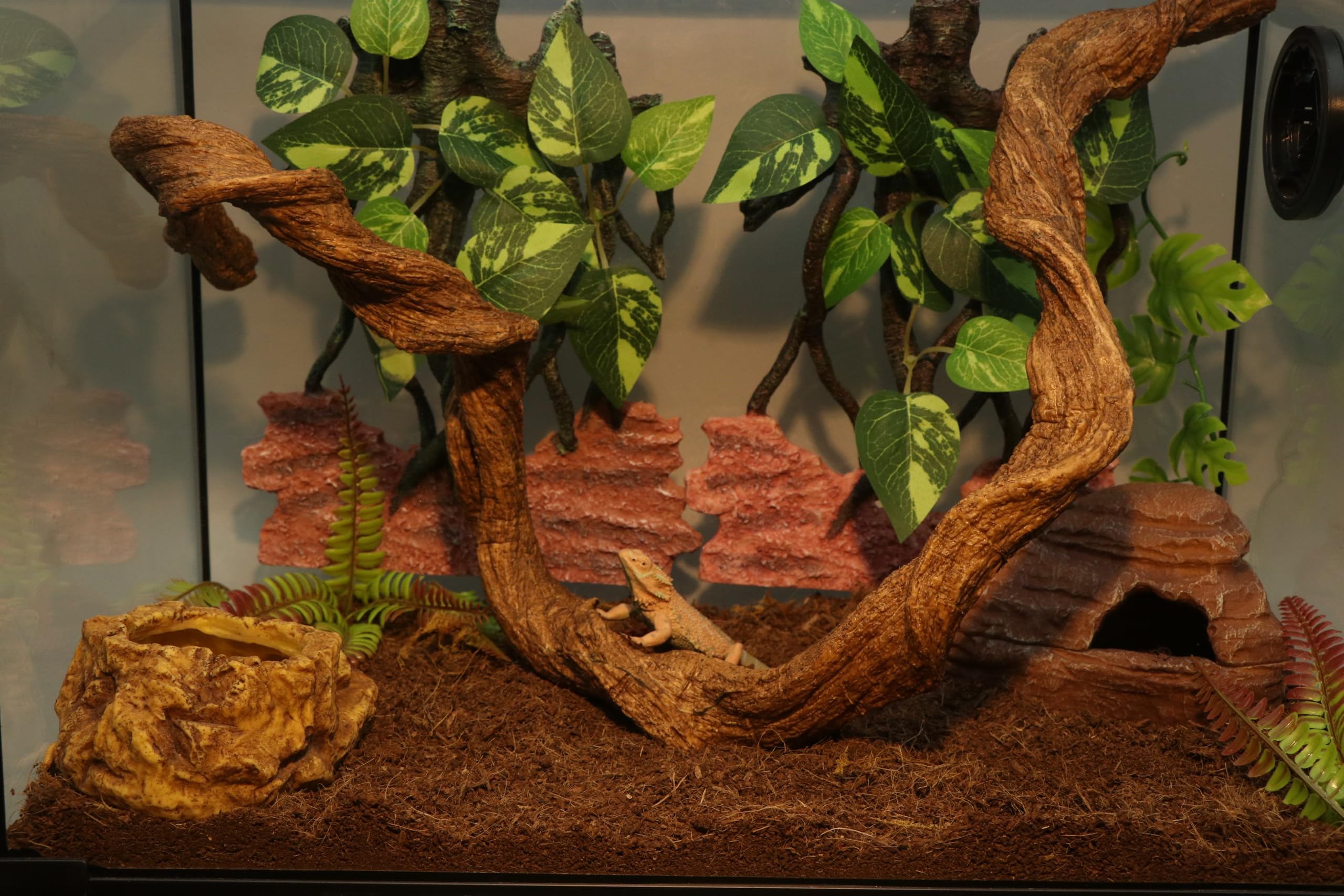 AQUA KT Reptile Twist Climber Vine in terrarium adding natural-looking decor