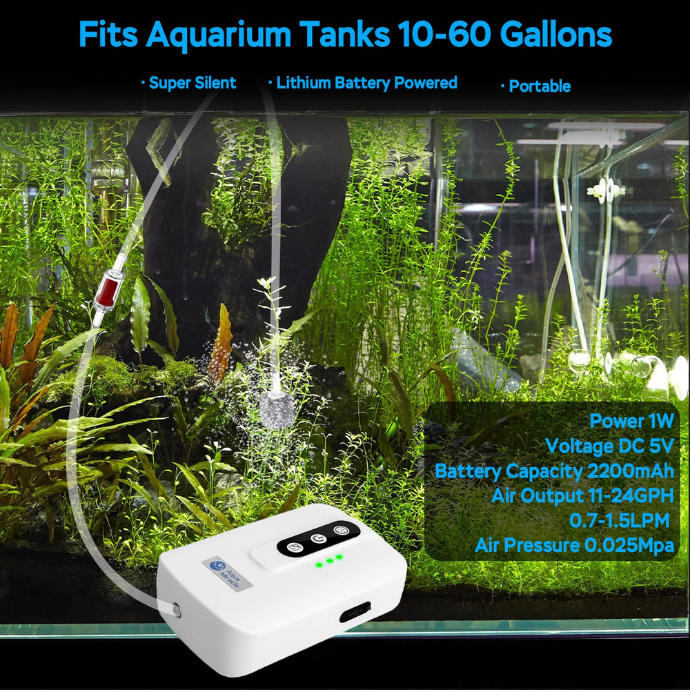 A AquaMiracle air pump connected to a 60-gallon aquarium setup demonstrating steady aeration.