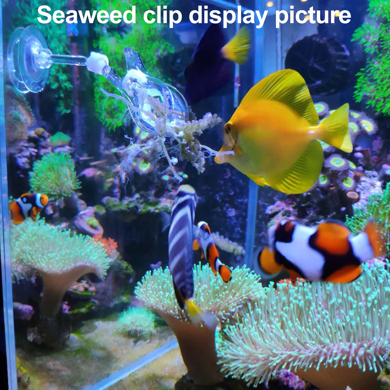 Aquarium Choice 10.6-inch tweezers for accurate placement.