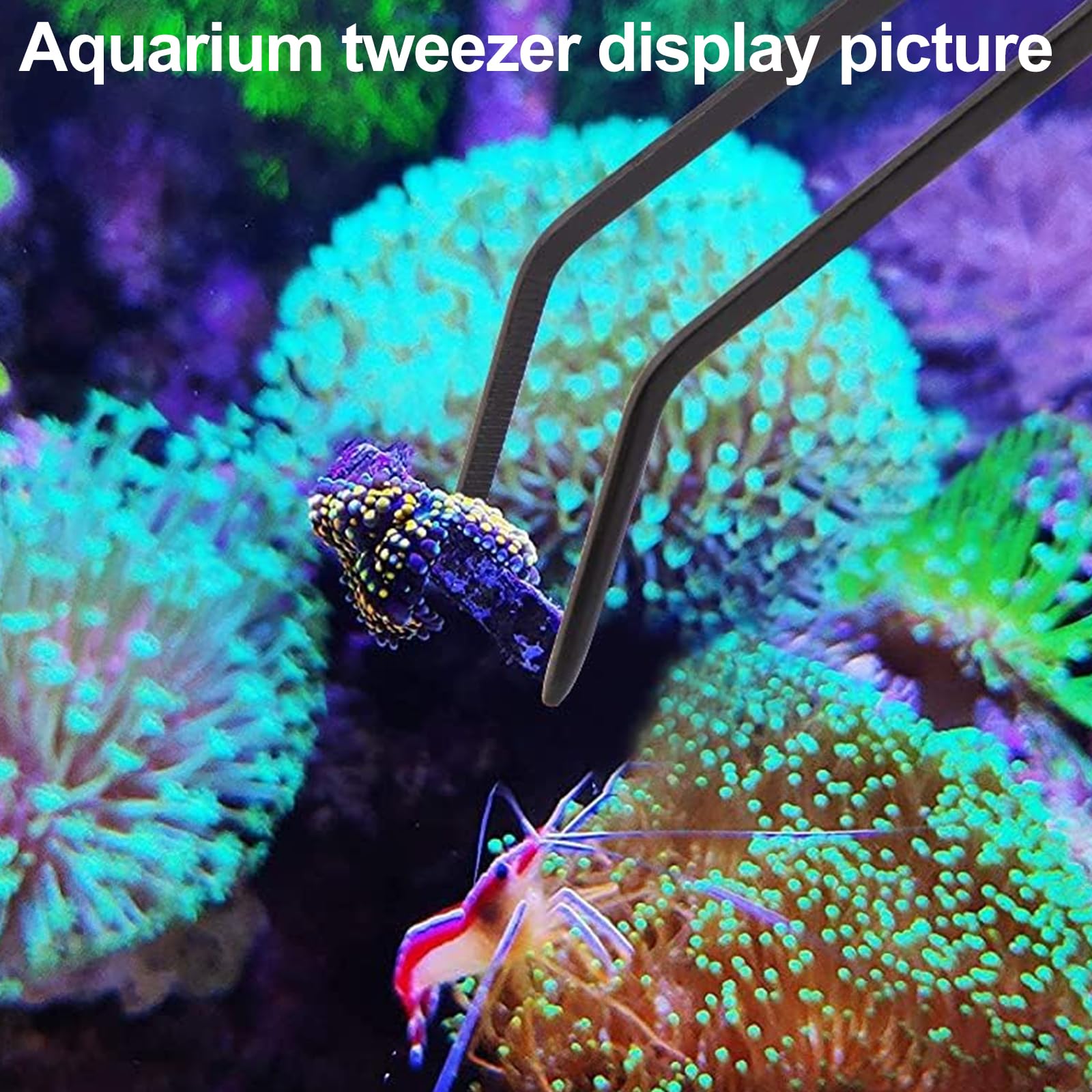 Aquarium Choice 26-inch coral feeder for larger targets.