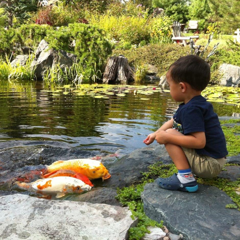 Pouring Aquascape pellets into a pond to simplify feeding.