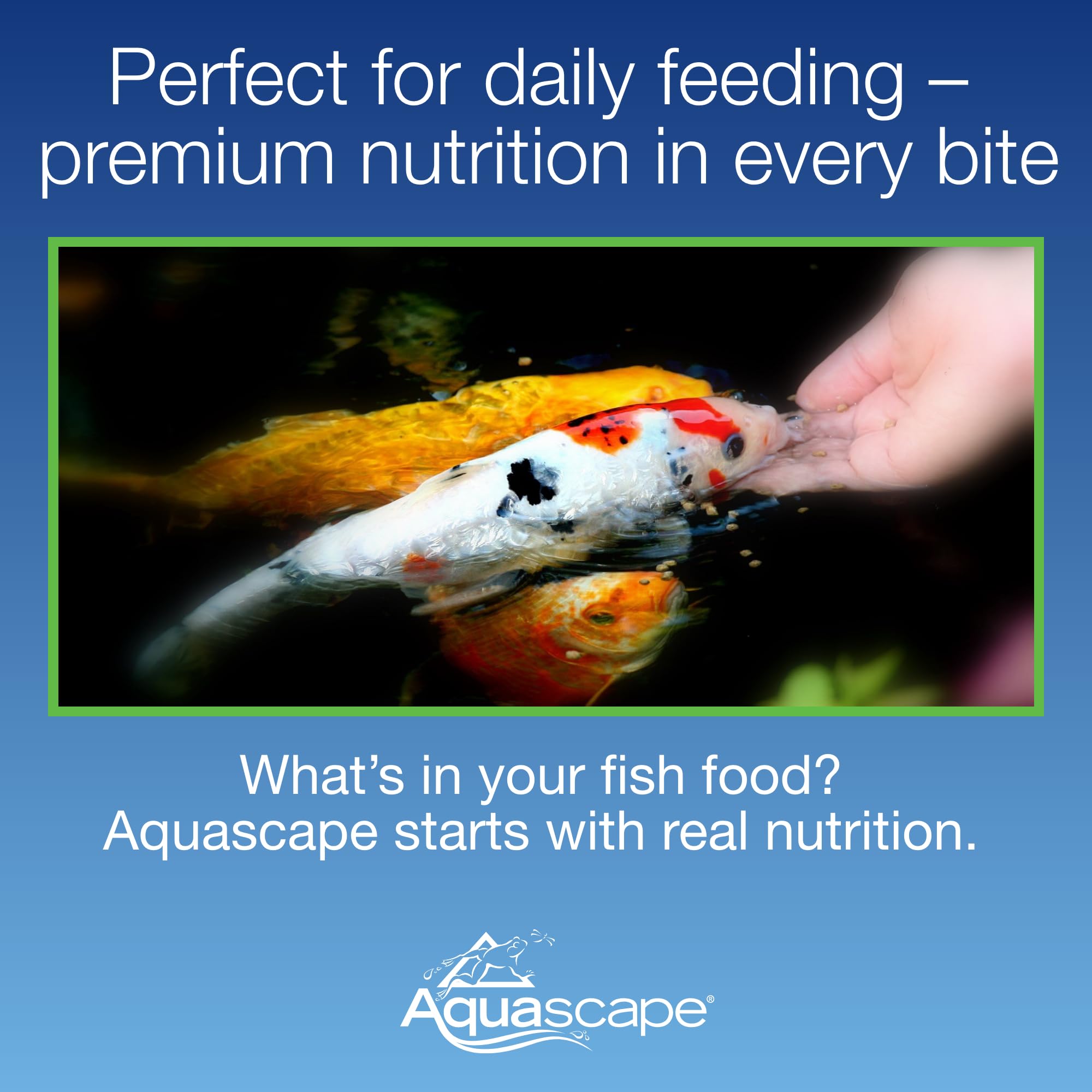 Aquascape Premium Staple Pellets dispense-scene demonstrates consistent feeding without clouding water