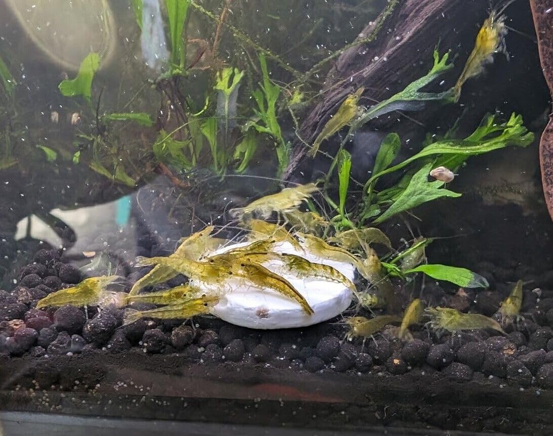 Aquatic Foods calcium feeder color enhancers boost vibrancy in tropical species