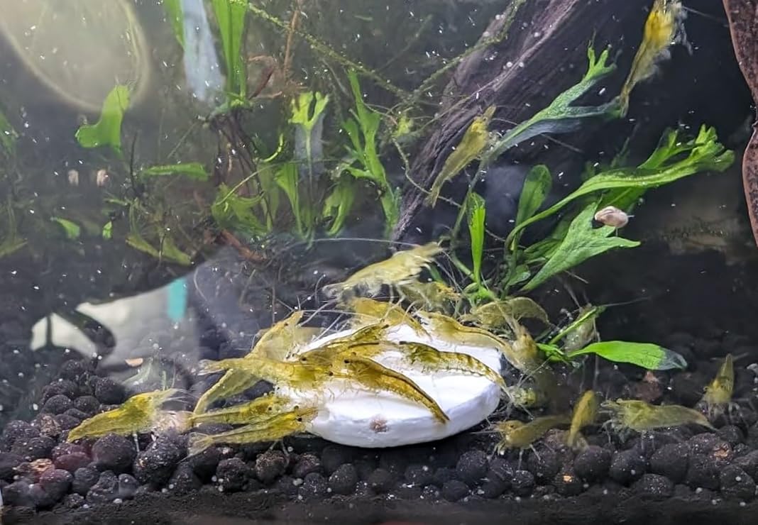 Calcium feeder disk in-tank use by Aquatic Foods Inc