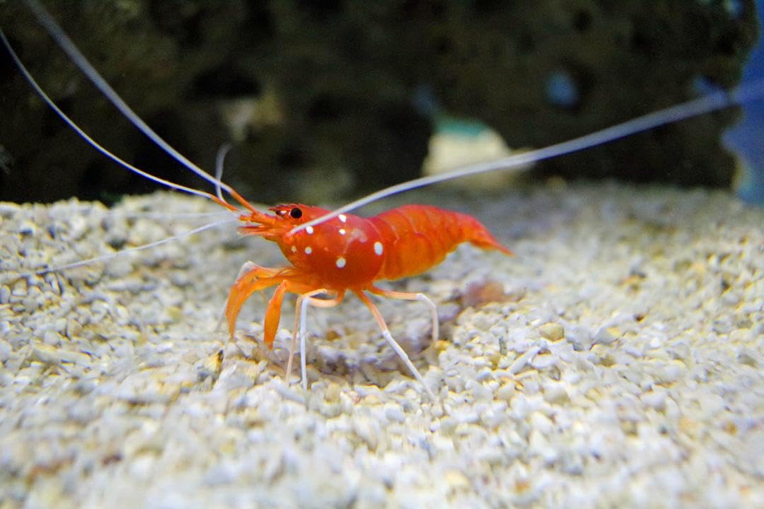 Multi-species tank feeding with Aquatic Foods Inc calcium feeder disk