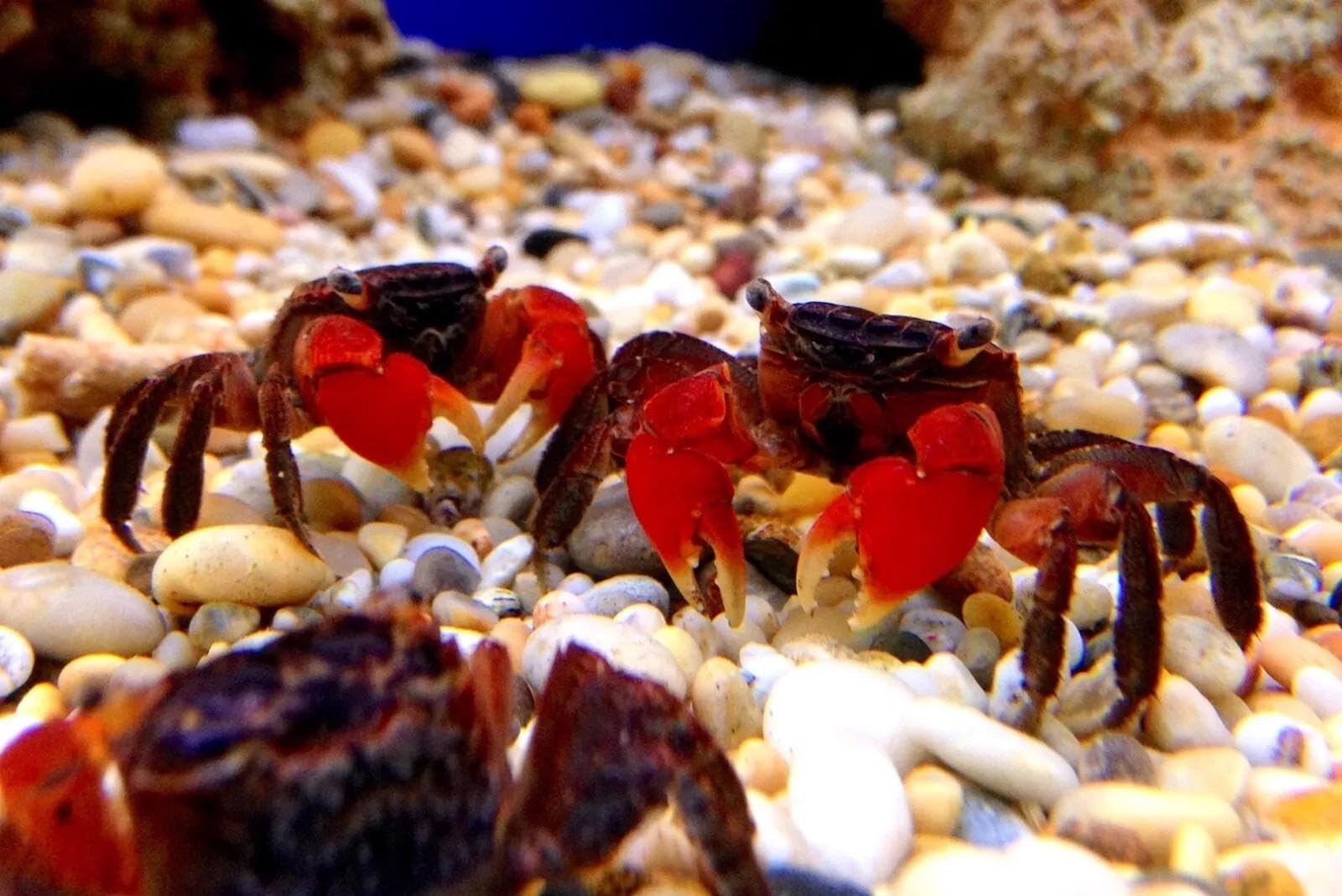 Spirulina-krill blend in Aquatic Foods Inc calcium feeder disk