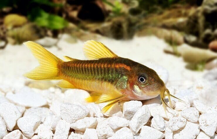 Aquatic Foods Inc. color-enhanced shells help showcase natural hues.