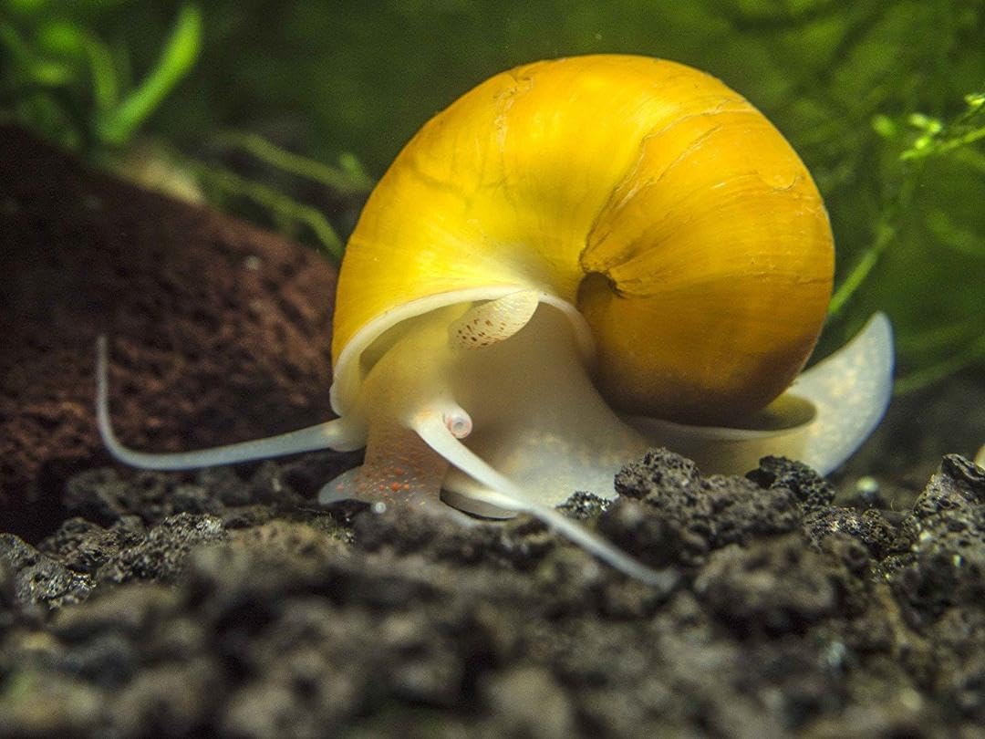Aquatic Foods Inc. dust-free-disk minimizes debris in tanks.