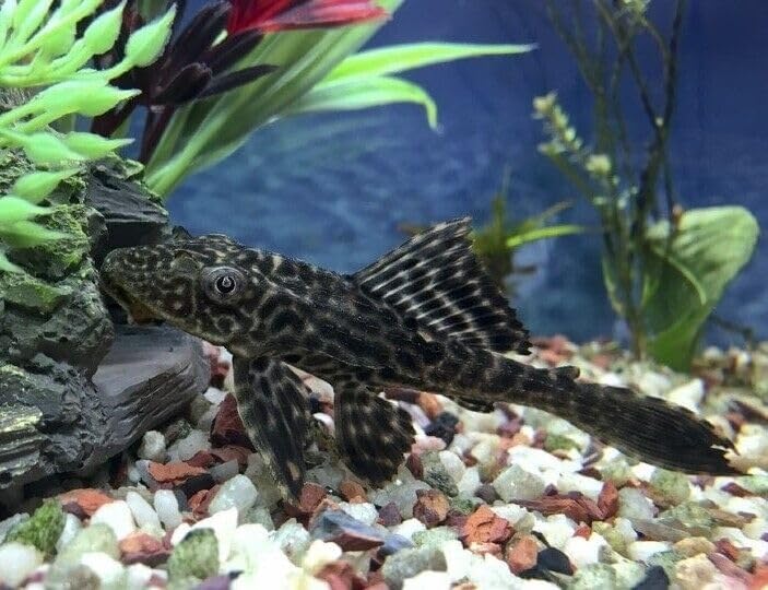 Aquatic Foods Inc. sifted shells reduce dust and debris in aquariums.