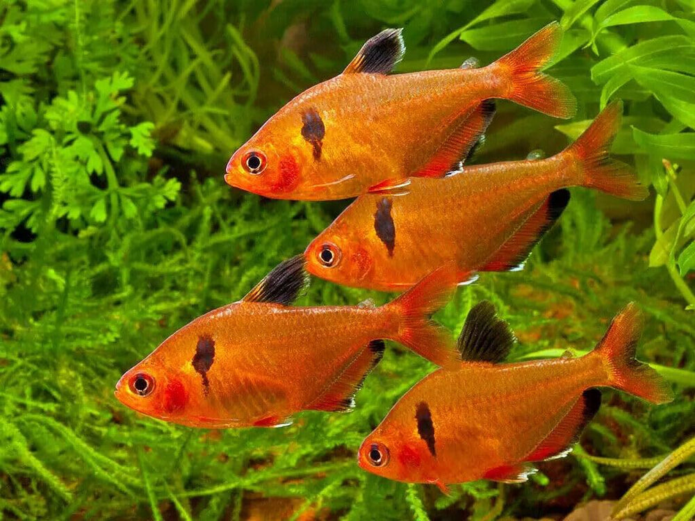 Aquatic Foods Inc tropical fish flakes ingredients list supports informed feeding.