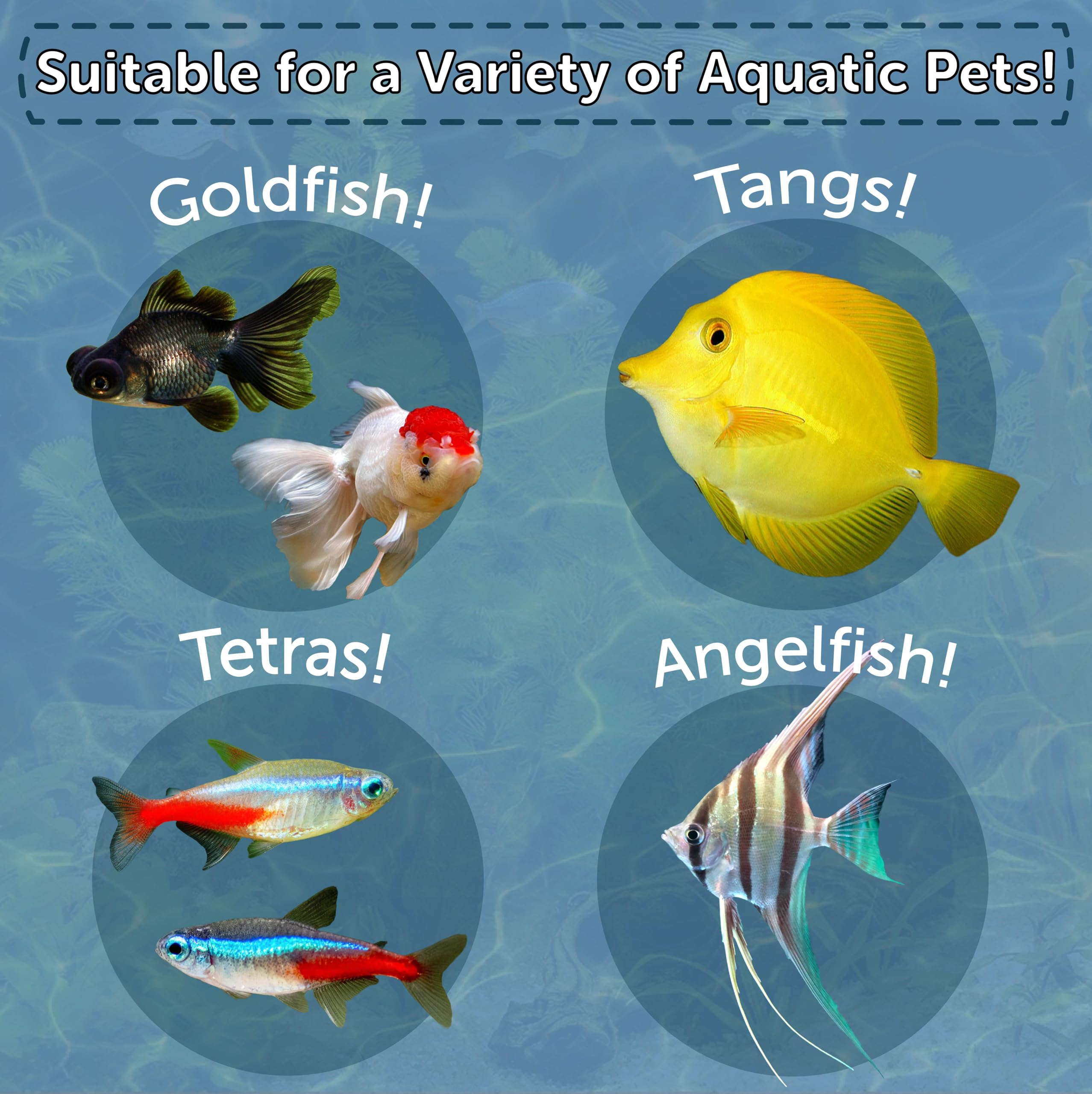 Aquatic Foods tubifex worm cubes rehydration reveals soft texture for easier consumption