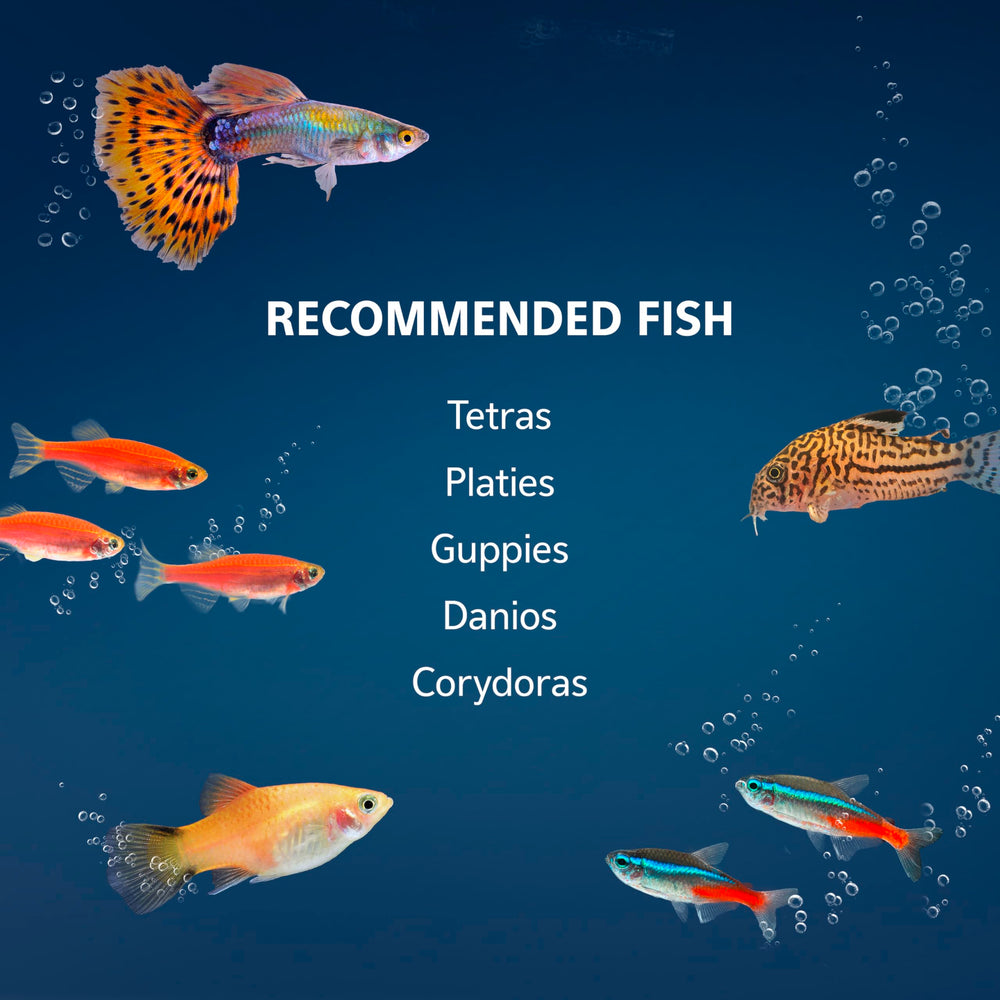 Aqueon premium fish food supports balanced nutrition for small community fish