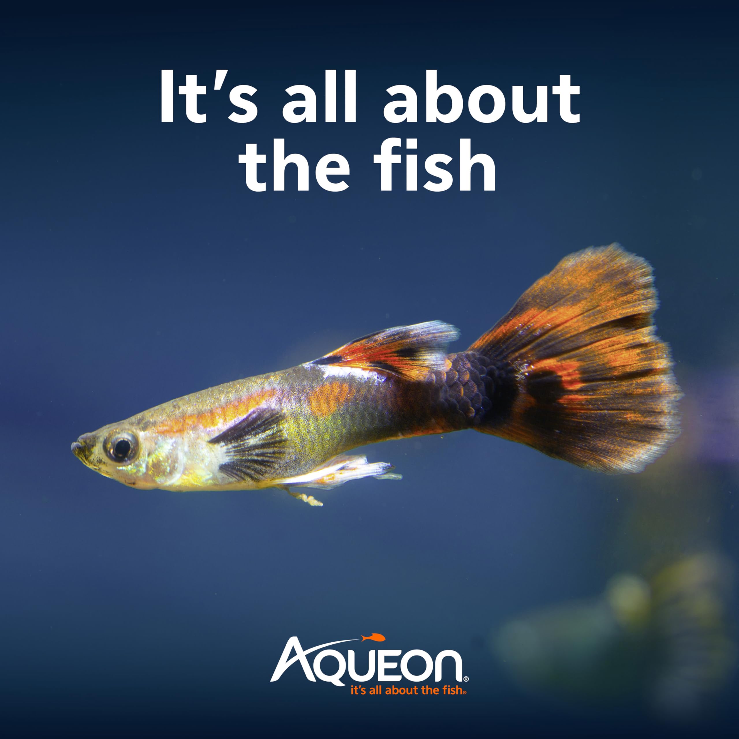 Aqueon water conditioner prepares tap water for safe introduction