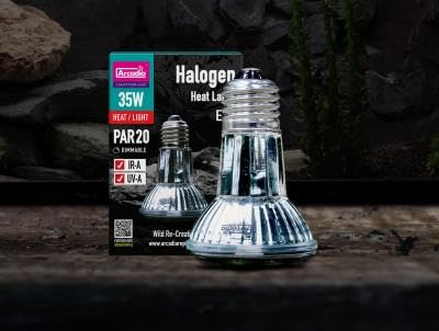 Arcadia bearded dragon heat lamp setup in terrarium