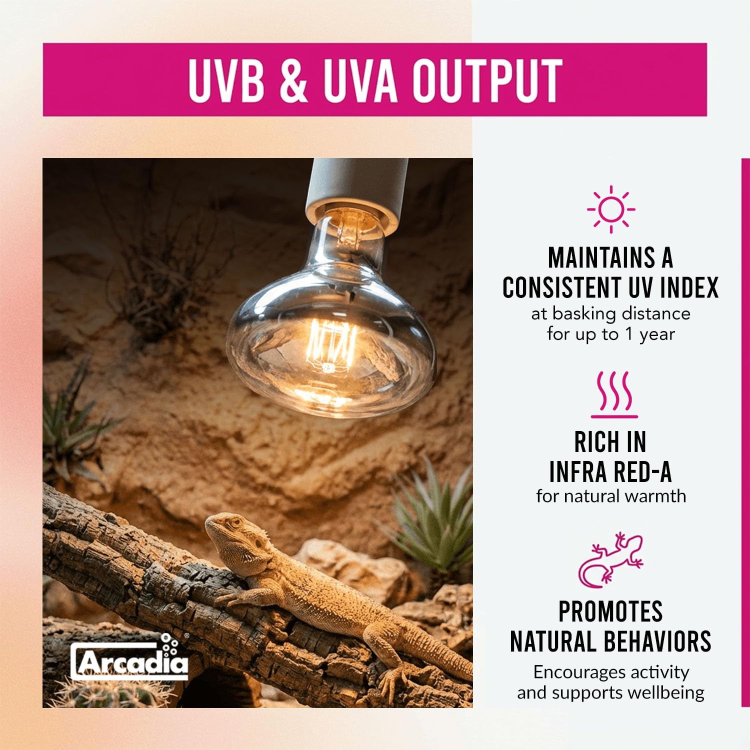 Arcadia D3 EVO 100W basking session shows focused heat for natural behaviours.