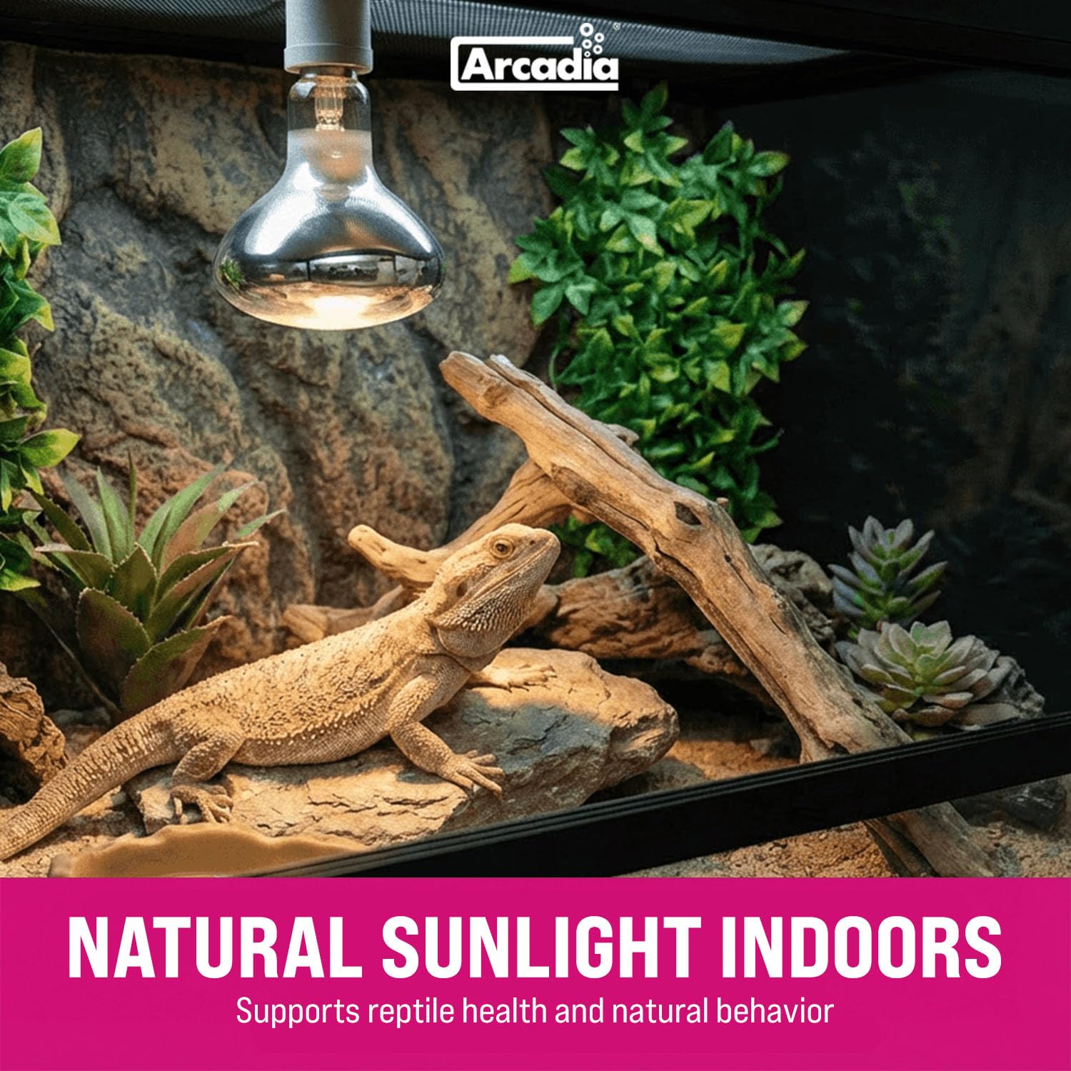 Arcadia D3 EVO 100W glow in enclosure demonstrates even spectrum for reptile comfort.