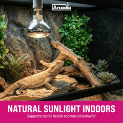 Arcadia D3 EVO 100W glow in enclosure demonstrates even spectrum for reptile comfort.