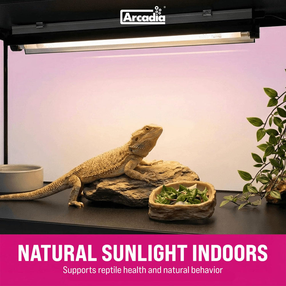Arcadia T5 UVB kit with removable curved reflector concentrates UVB on reptiles basking area.