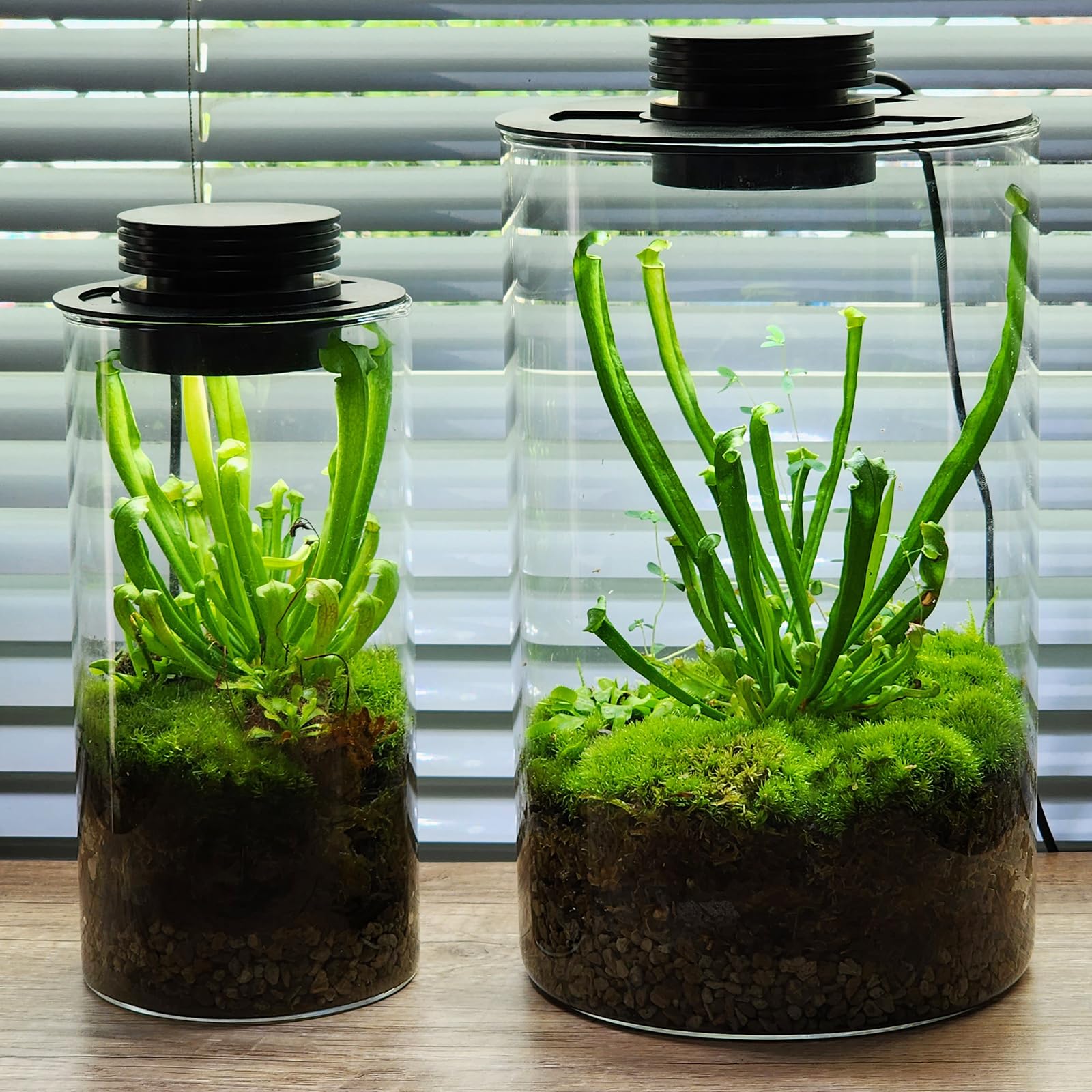 AREPK miniature garden light illuminating moss and bonsai displays.