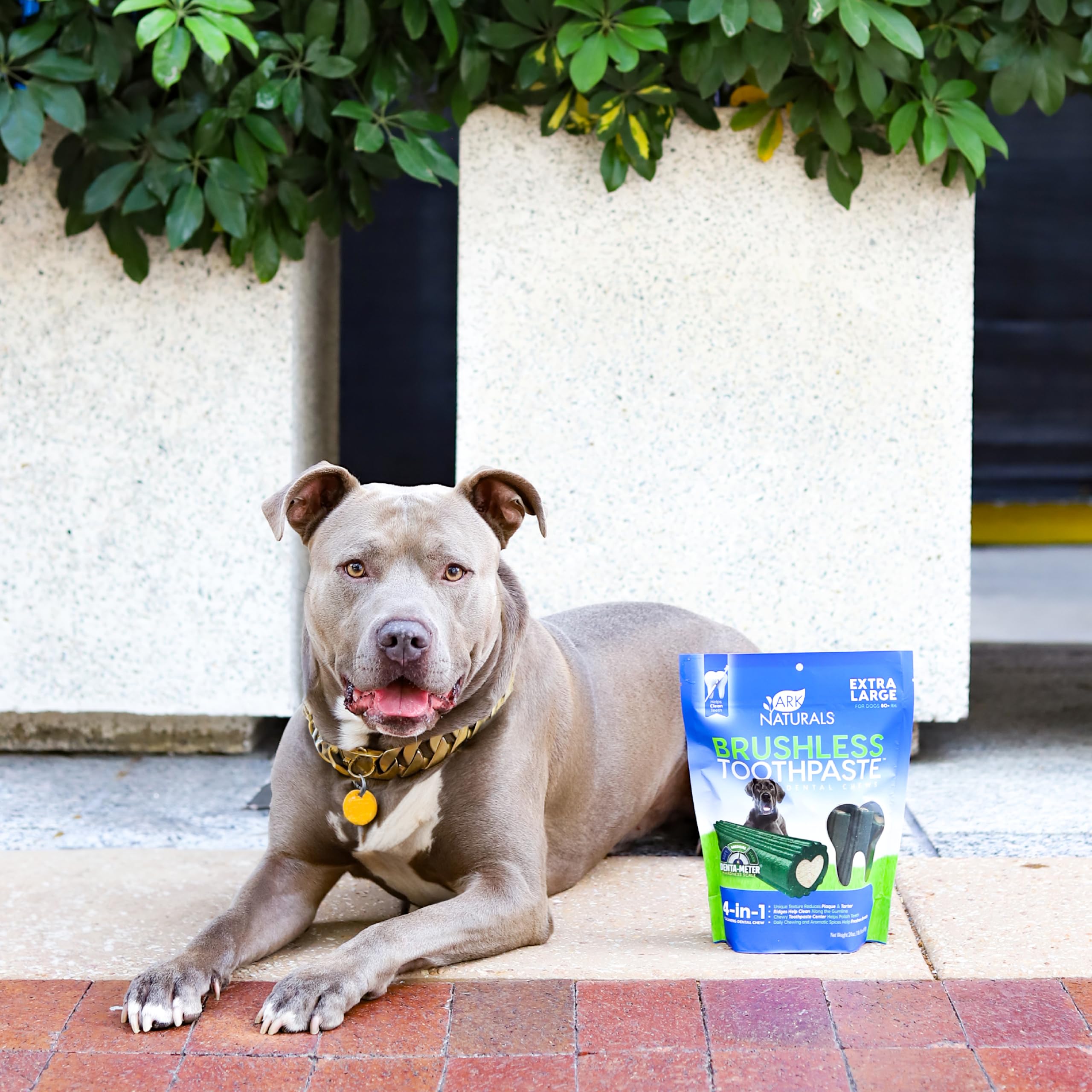 Ark Naturals Brushless Toothpaste chews in use for daily dental care.