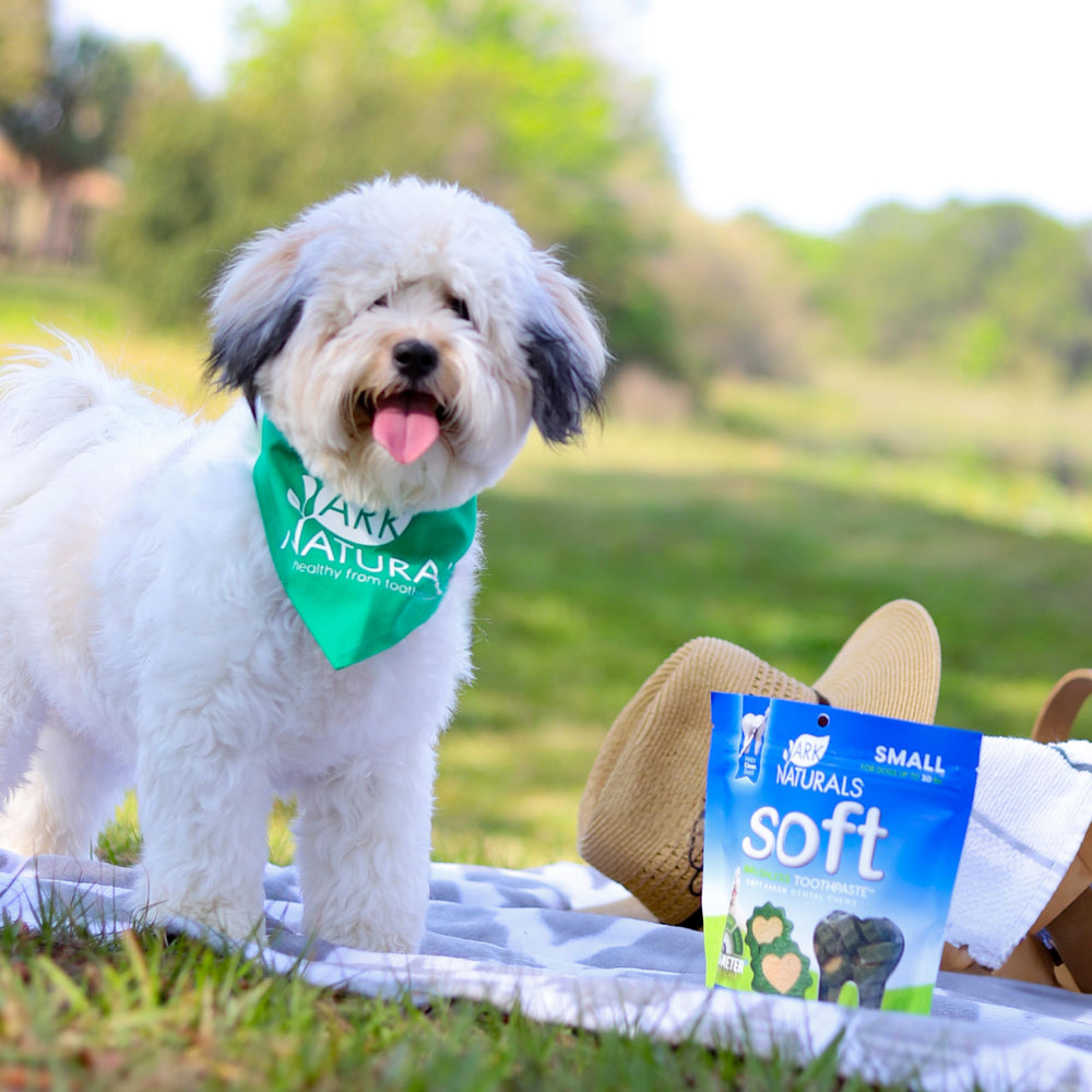 ARK NATURALS fresh breath chews with aromatic spices on display.