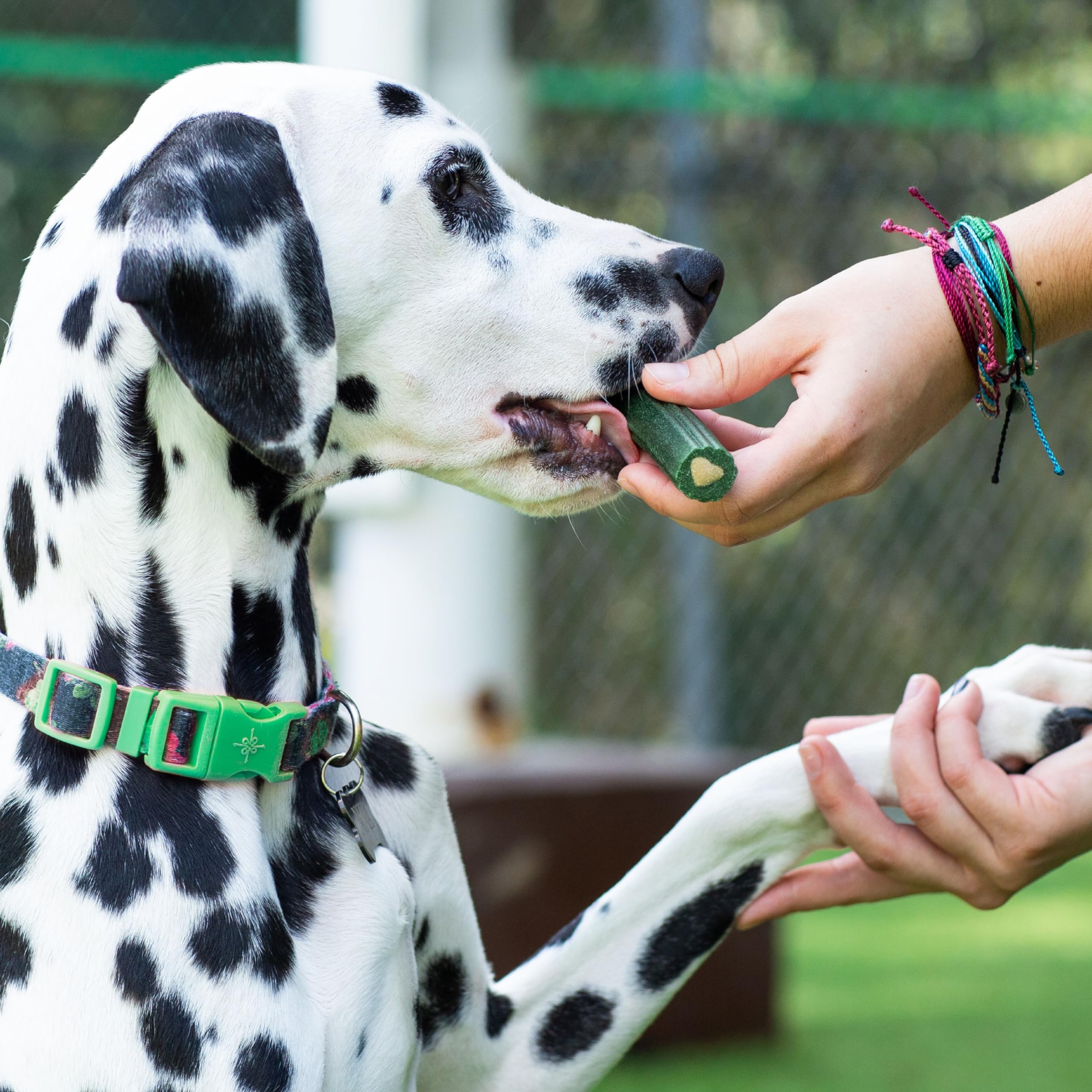 ARK NATURALS dental care for large breeds supports routine.