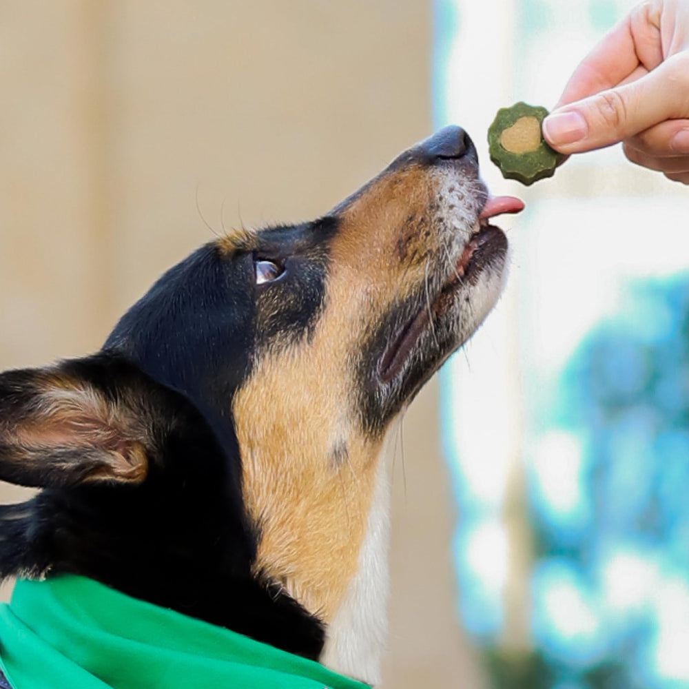 Close-up of a dog mouth care chew from Ark Naturals