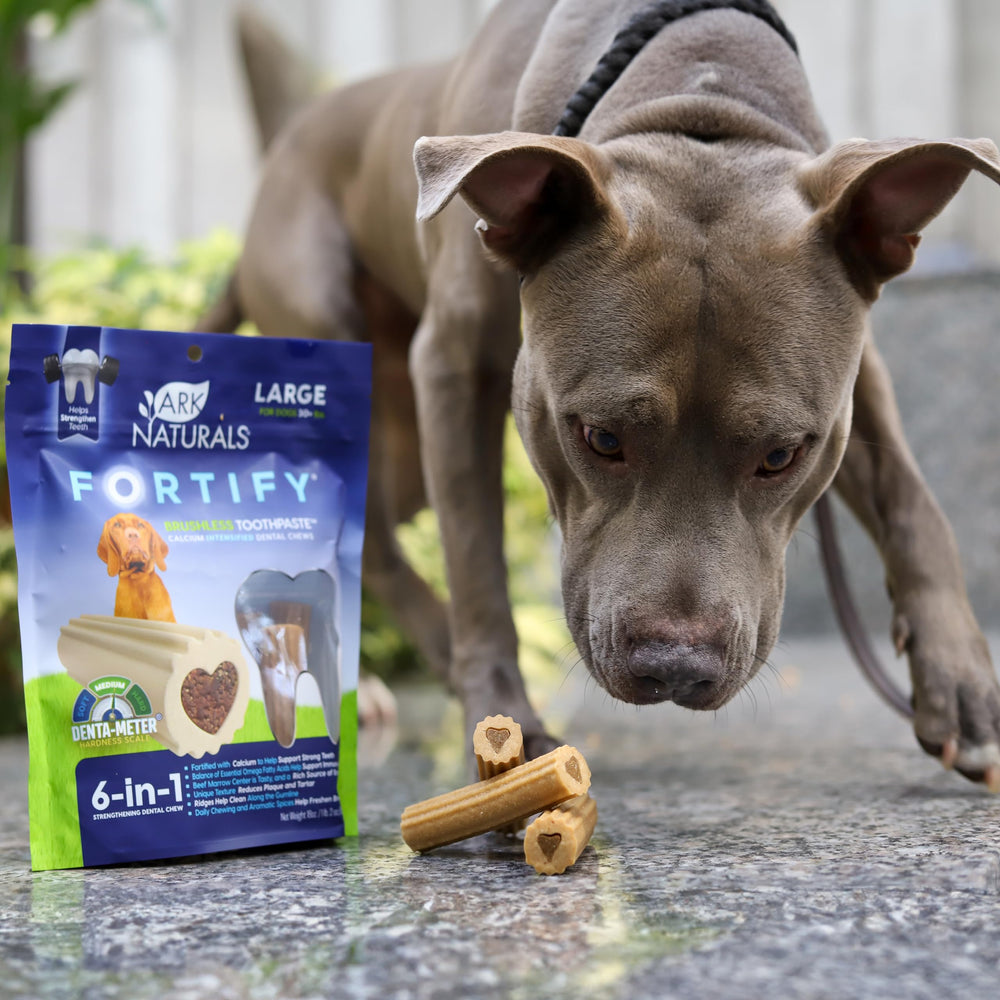 Daily dental care routine with Fortify for dogs.