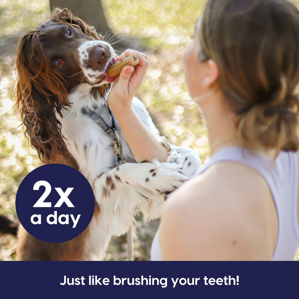 Large-breed dog chew in use for daily dental care.