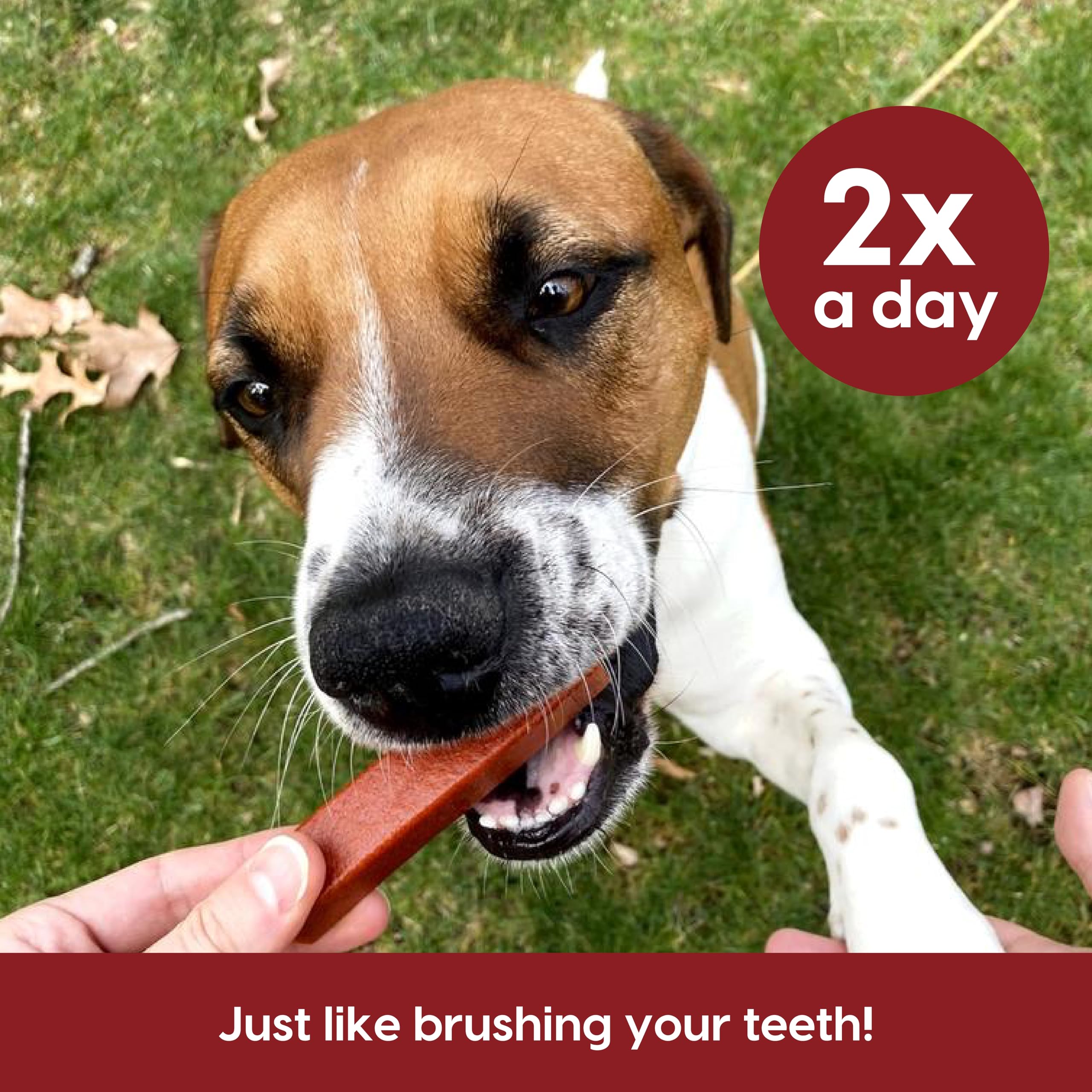ARK NATURALS Protection+ large-breed 54oz bag for ongoing dental care.