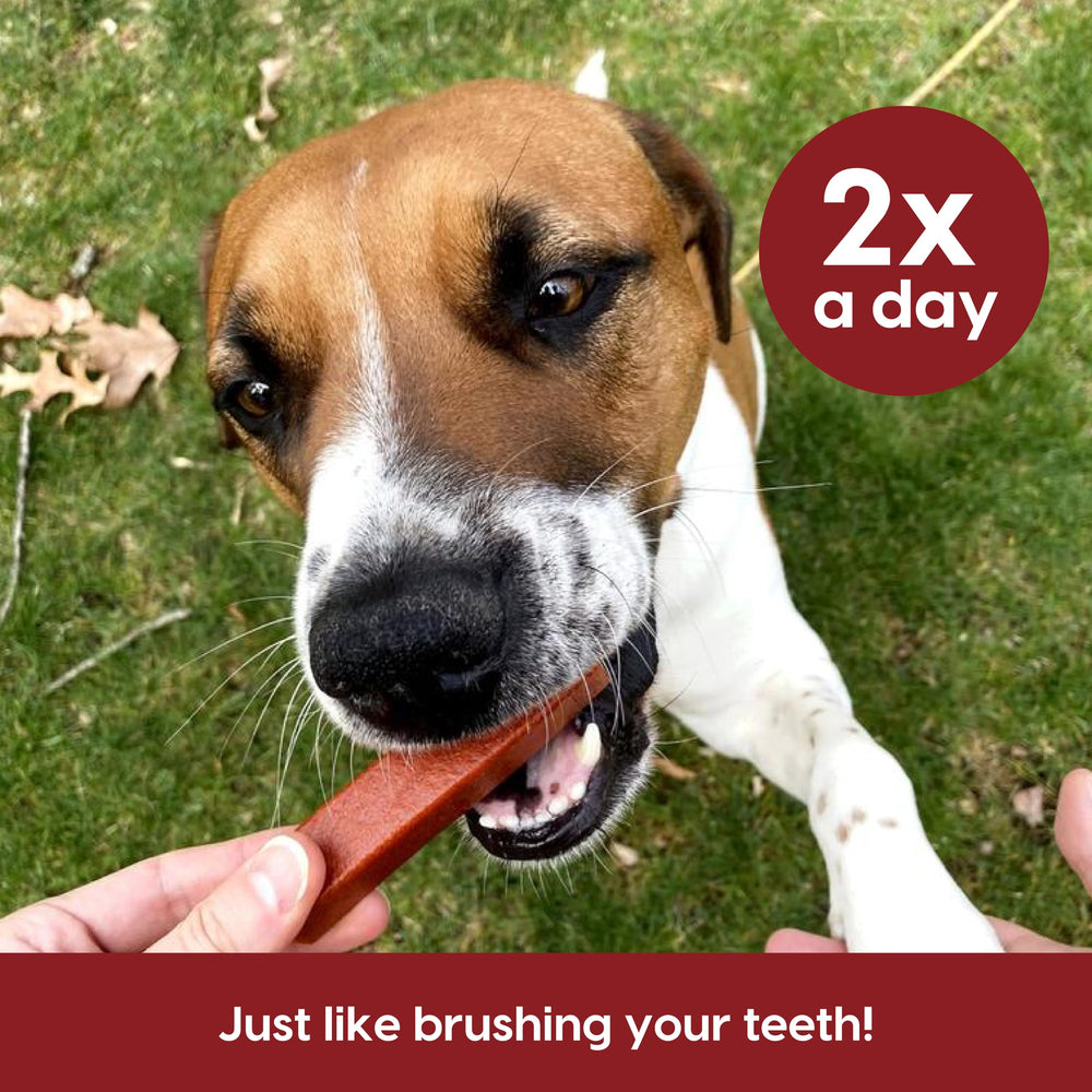 ARK NATURALS Protection+ large-breed 54oz bag for ongoing dental care.
