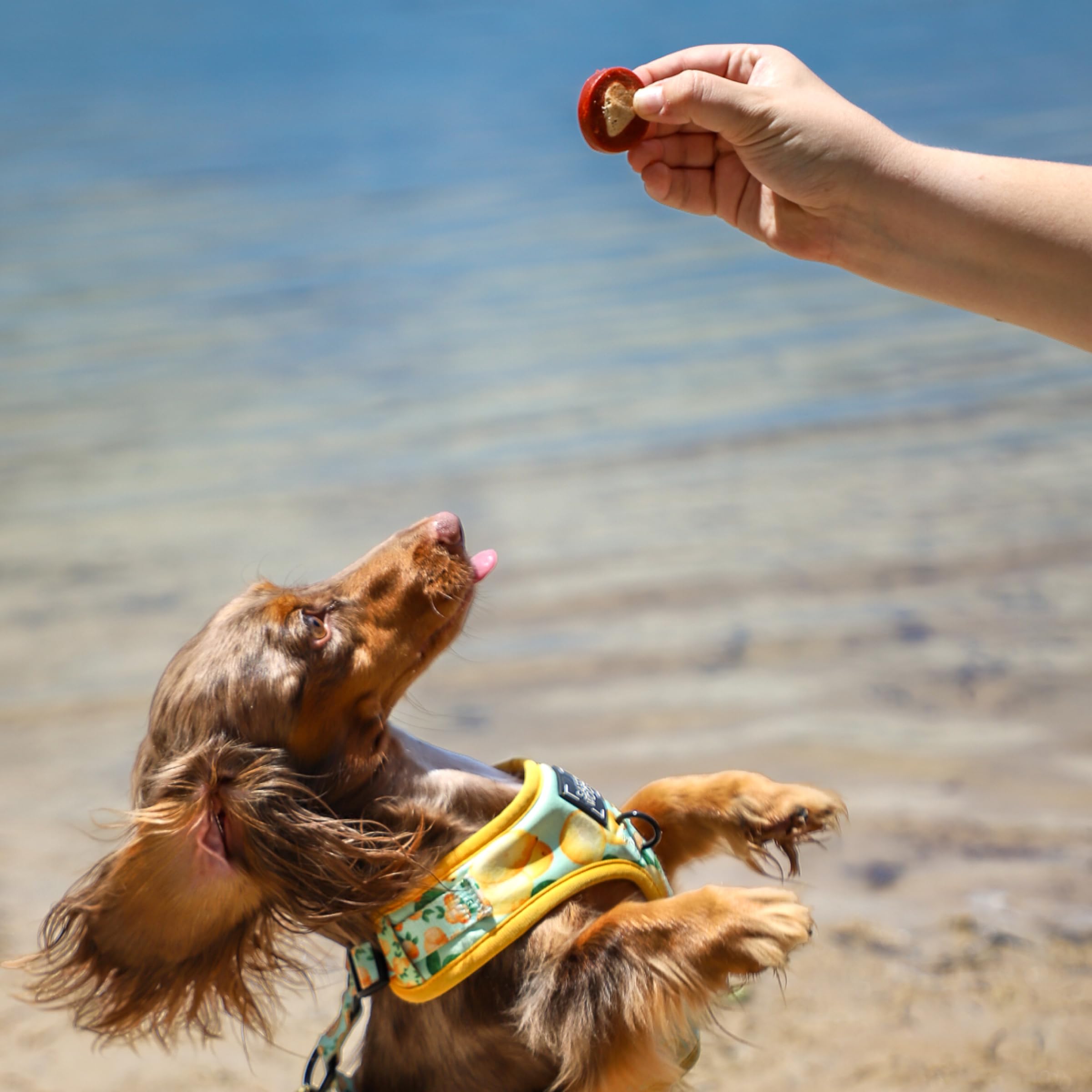 ARK NATURALS Protection+ chew crafted in the USA for trusted quality and pet wellness