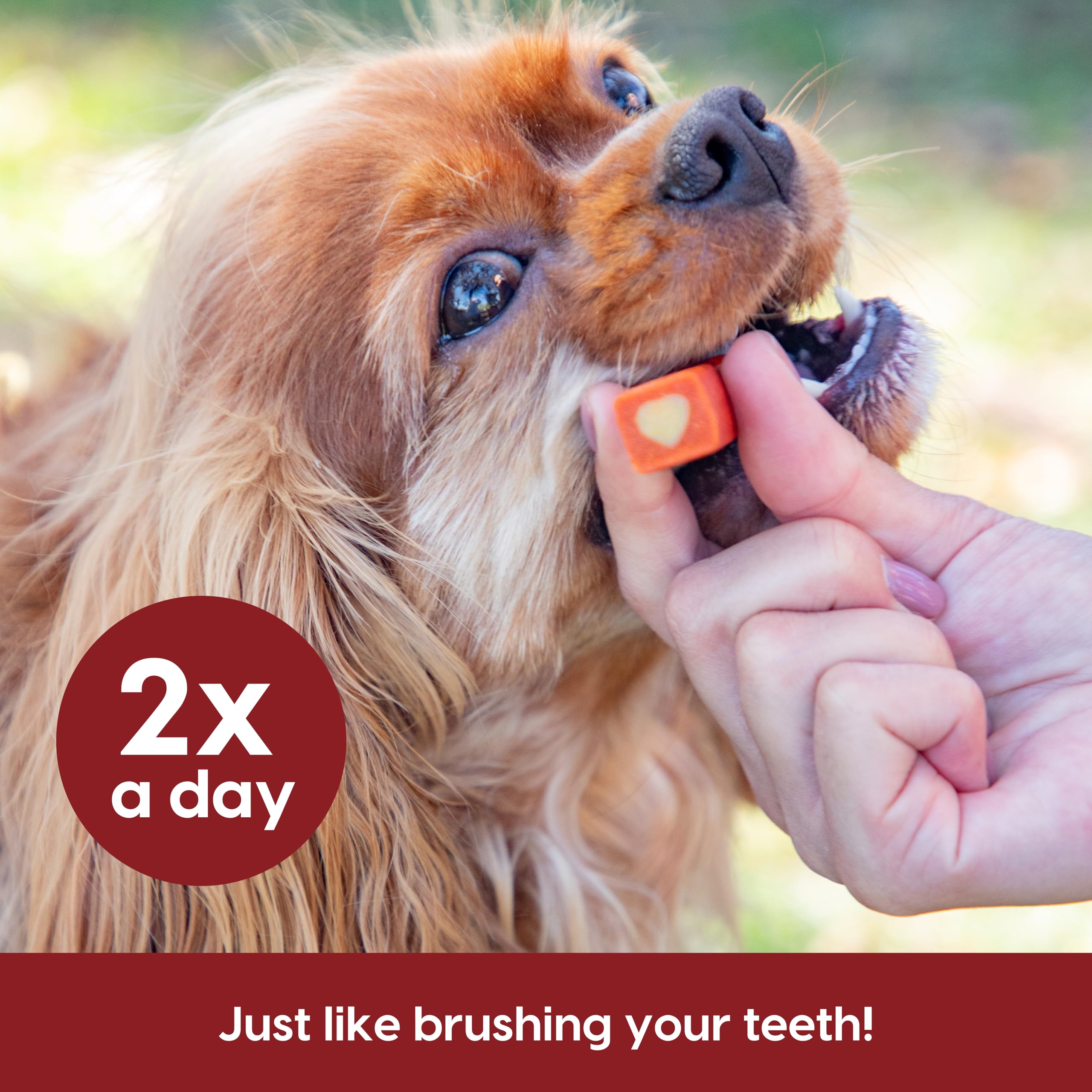 Ark Naturals Protection+ USA-made formula backed by veterinary experience.