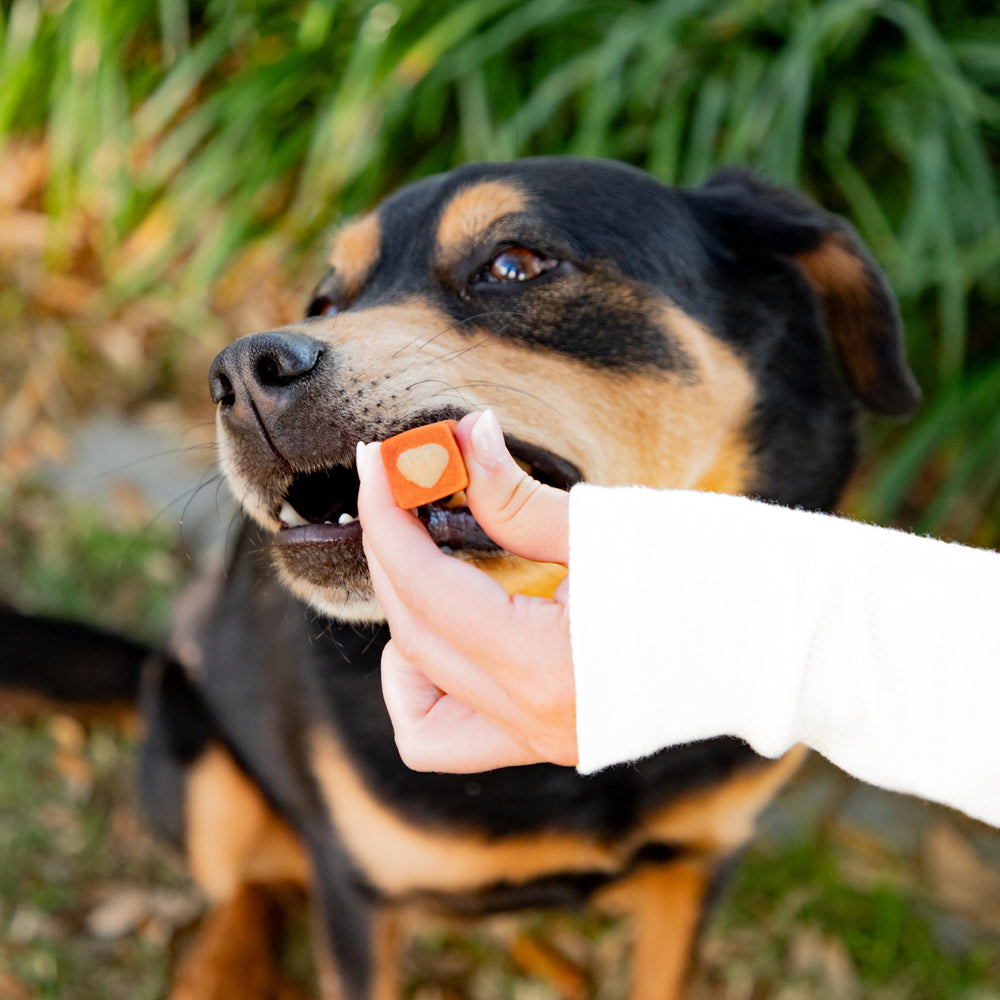 Ark Naturals Protection+ natural ingredients like cinnamon and vanilla promote pleasant-tasting chews
