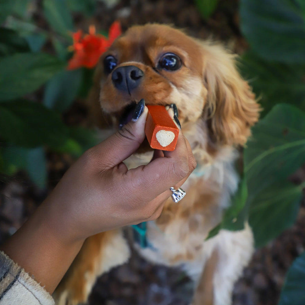 Ark Naturals Protection+ vet-formulated chews for gentle dental care.