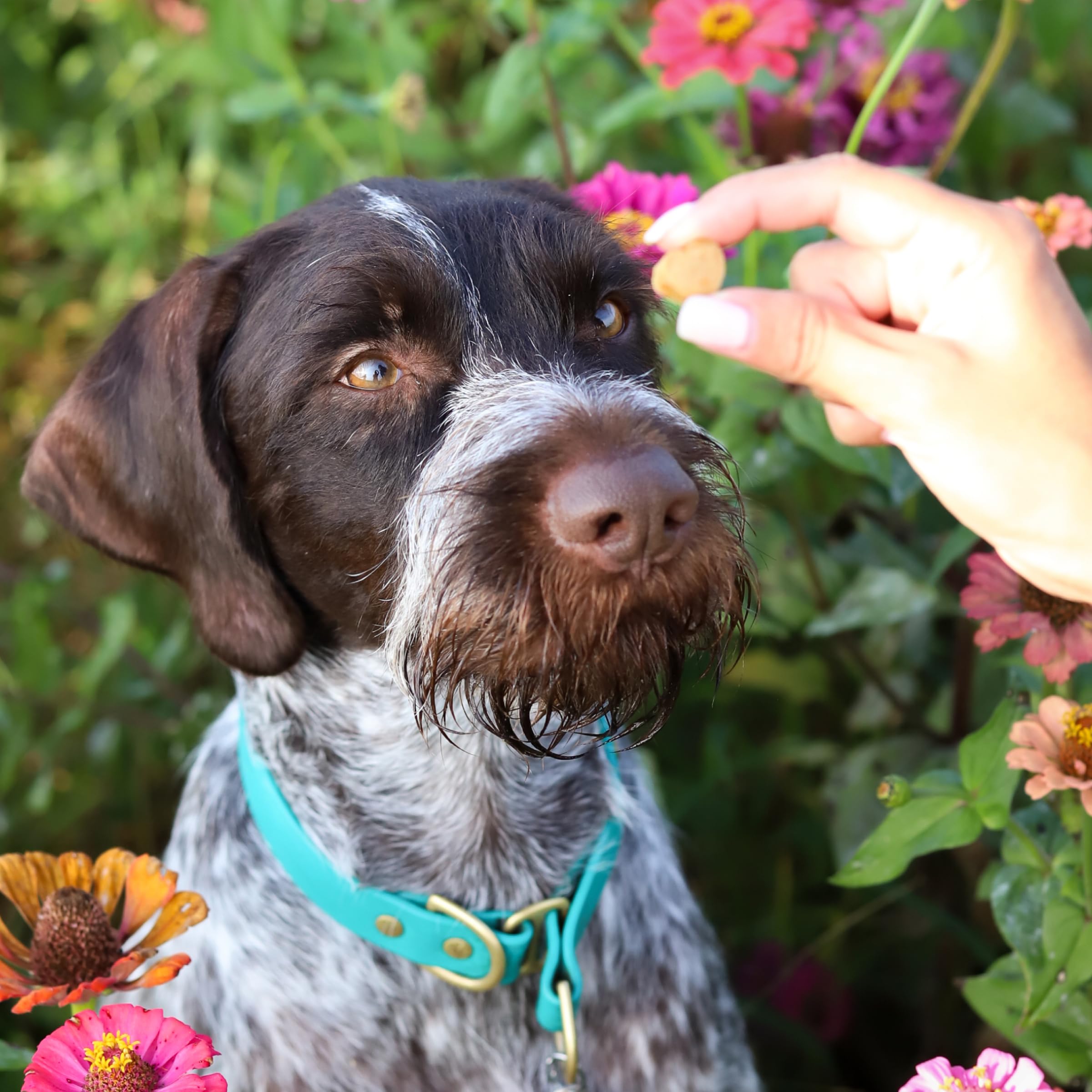 ARK NATURALS small breed dental care image illustrates suitability for small dogs