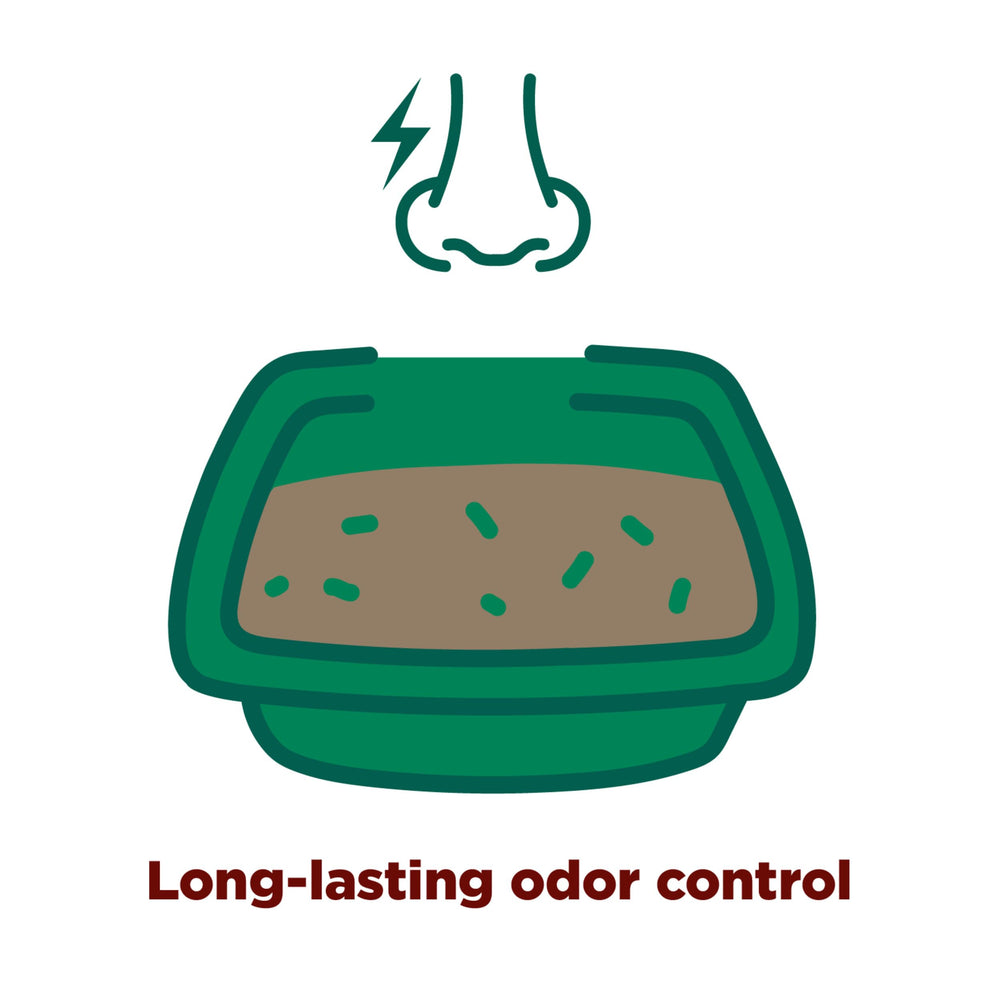 Pouring Arm & Hammer Forever Fresh Cedarwood litter into a litter box.