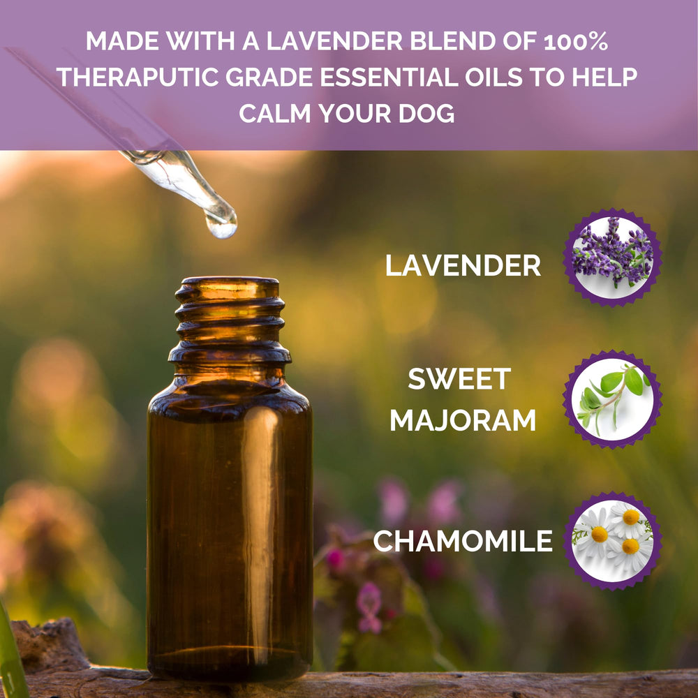 Dog enjoying Aromadog plush toy with squeak and lavender calming scent