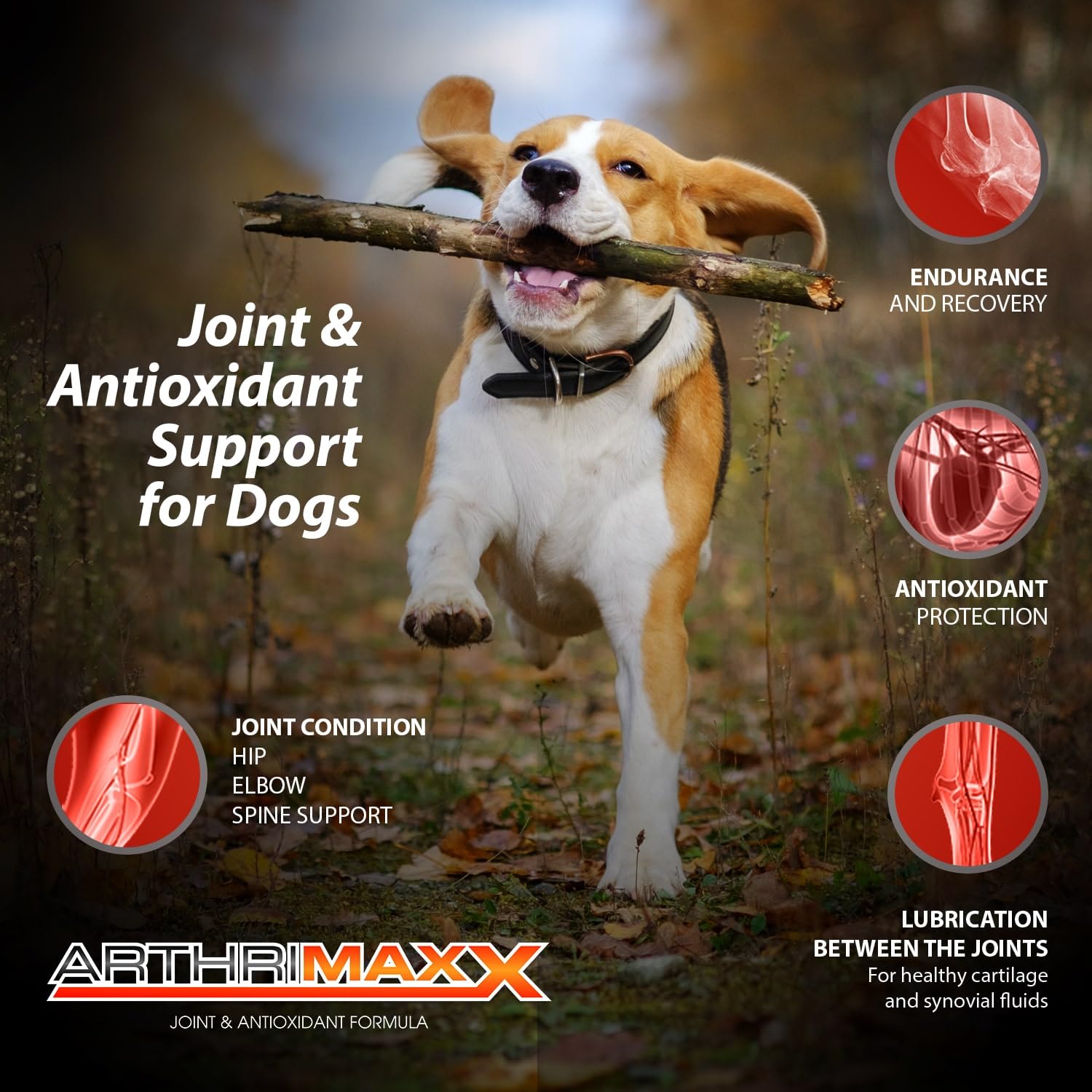 ArthriMAXX New Zealand perna mussel supports natural joint comfort.