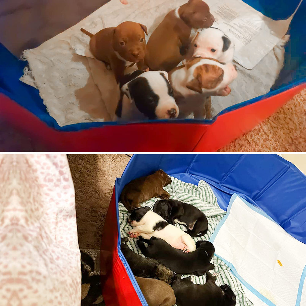 Artilife ball pit versatility for playtime and whelping space