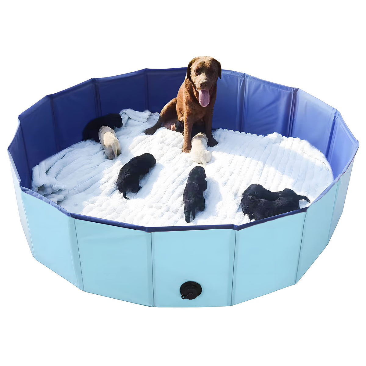 Artilife Whelping Box dog pool blue offers safe space for whelping