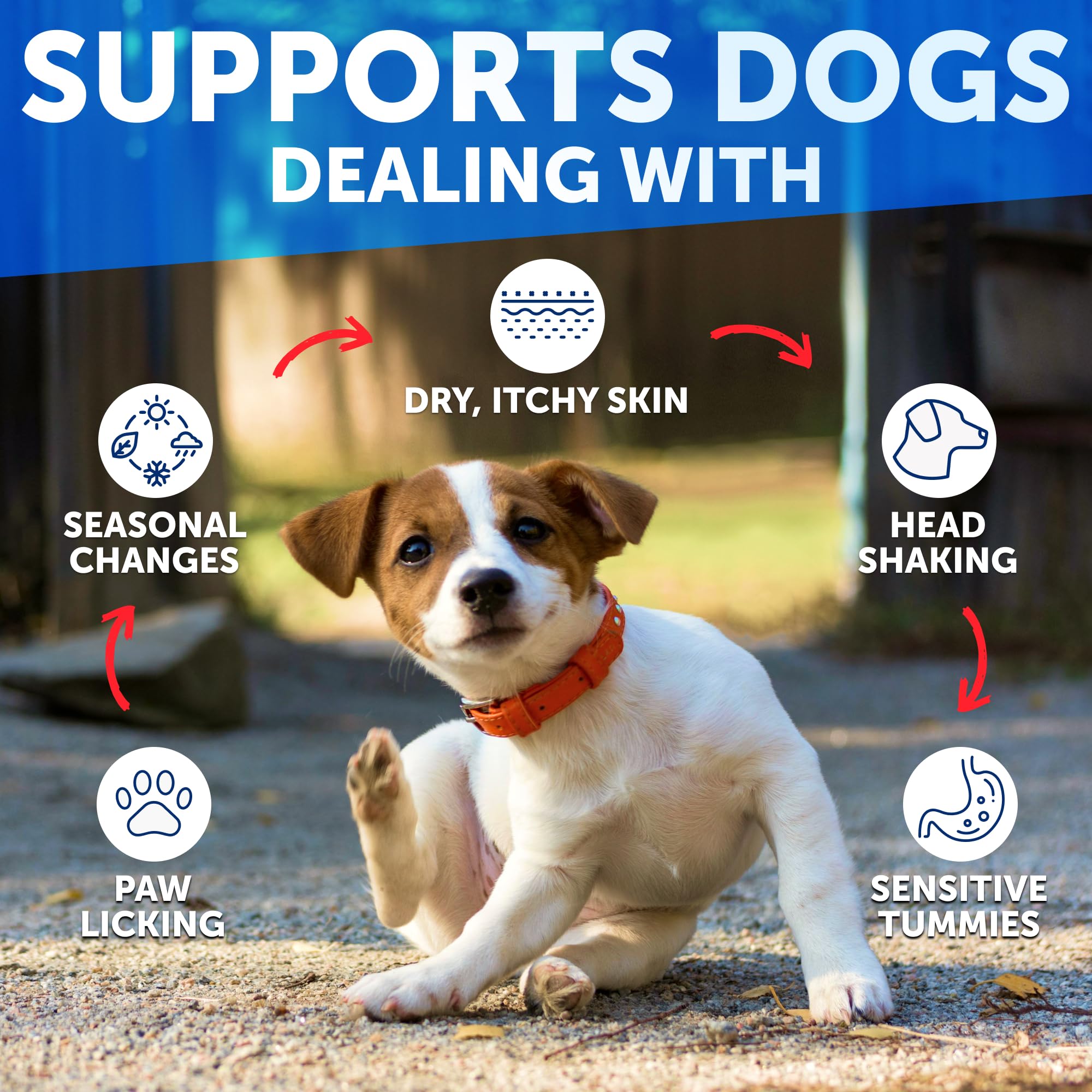 Artullano dog allergy chews in bowl show daily use for itch relief.