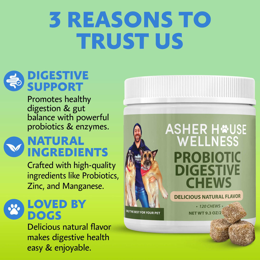 Asher House Wellness Probiotics dog chews with owner promoting routine.