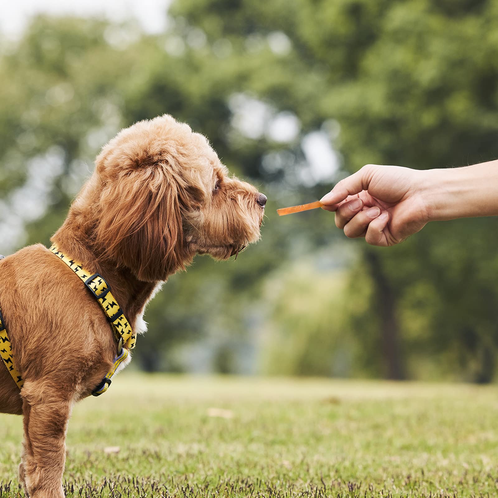 ASMPET shareable treats let dogs and cats enjoy moments together