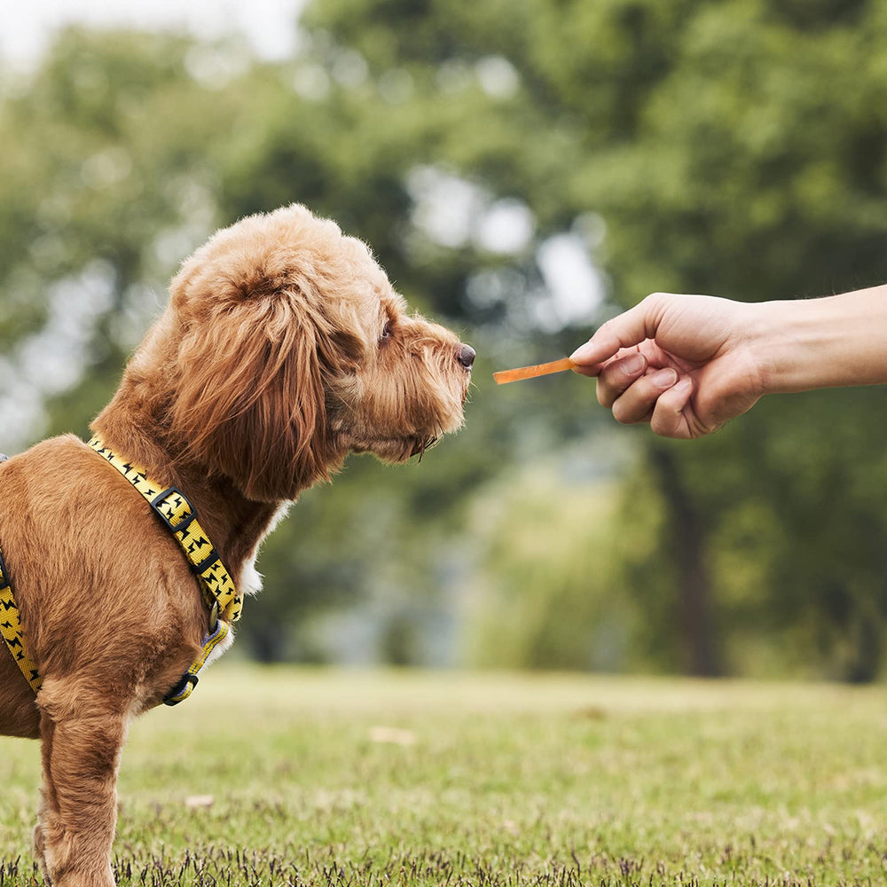 ASMPET shareable treats let dogs and cats enjoy moments together