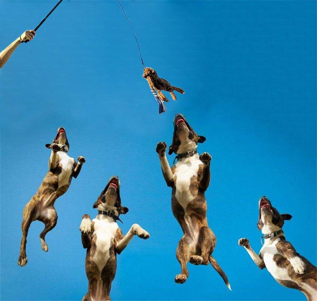 ASOCEA interactive toy for training, exercise, and tail-chasing.