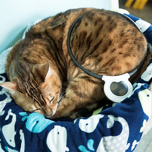 Assisi Loop 20cm device with wraps enables direct treatment through bandages.