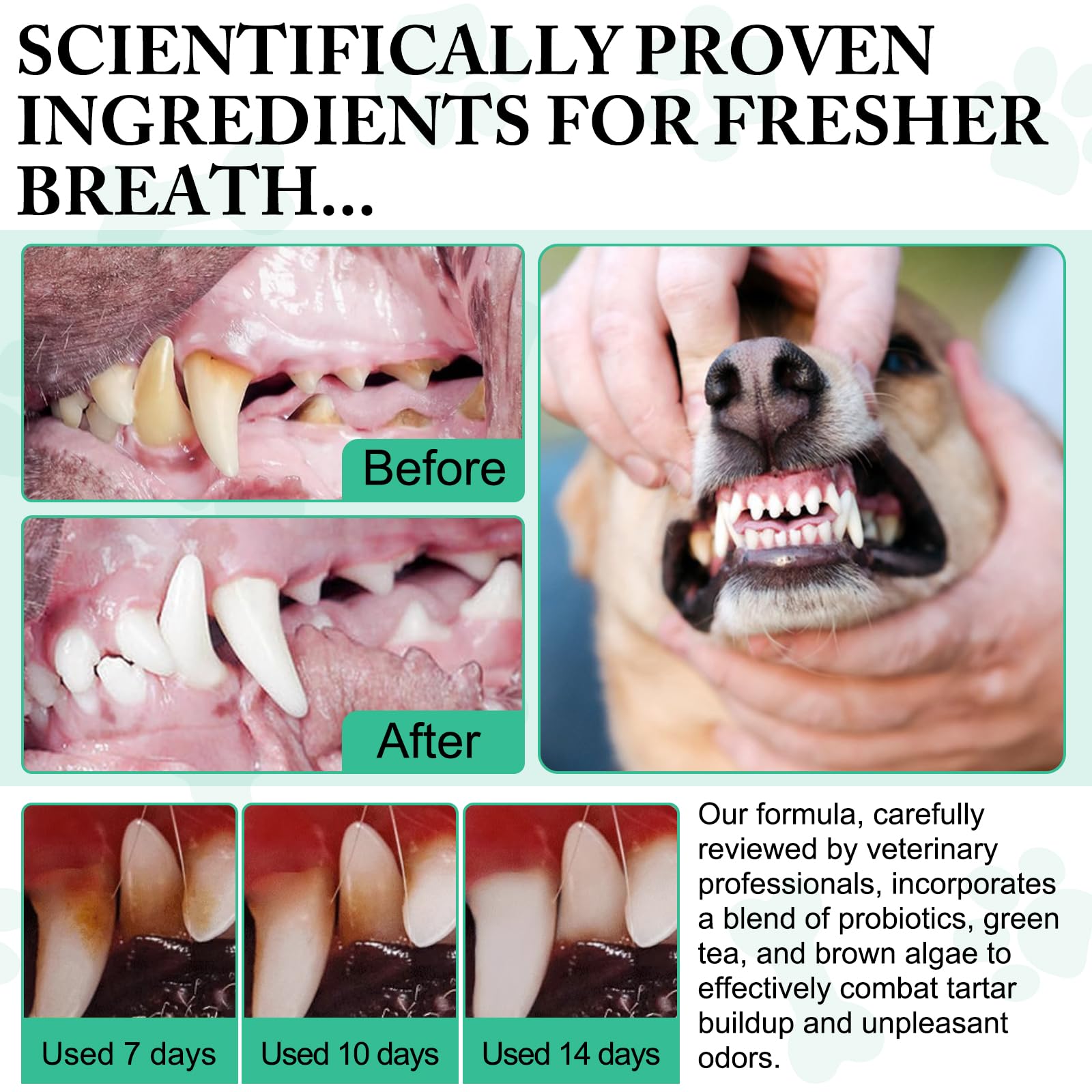 asusxcli dog dental powder near teeth highlights tartar control potential.