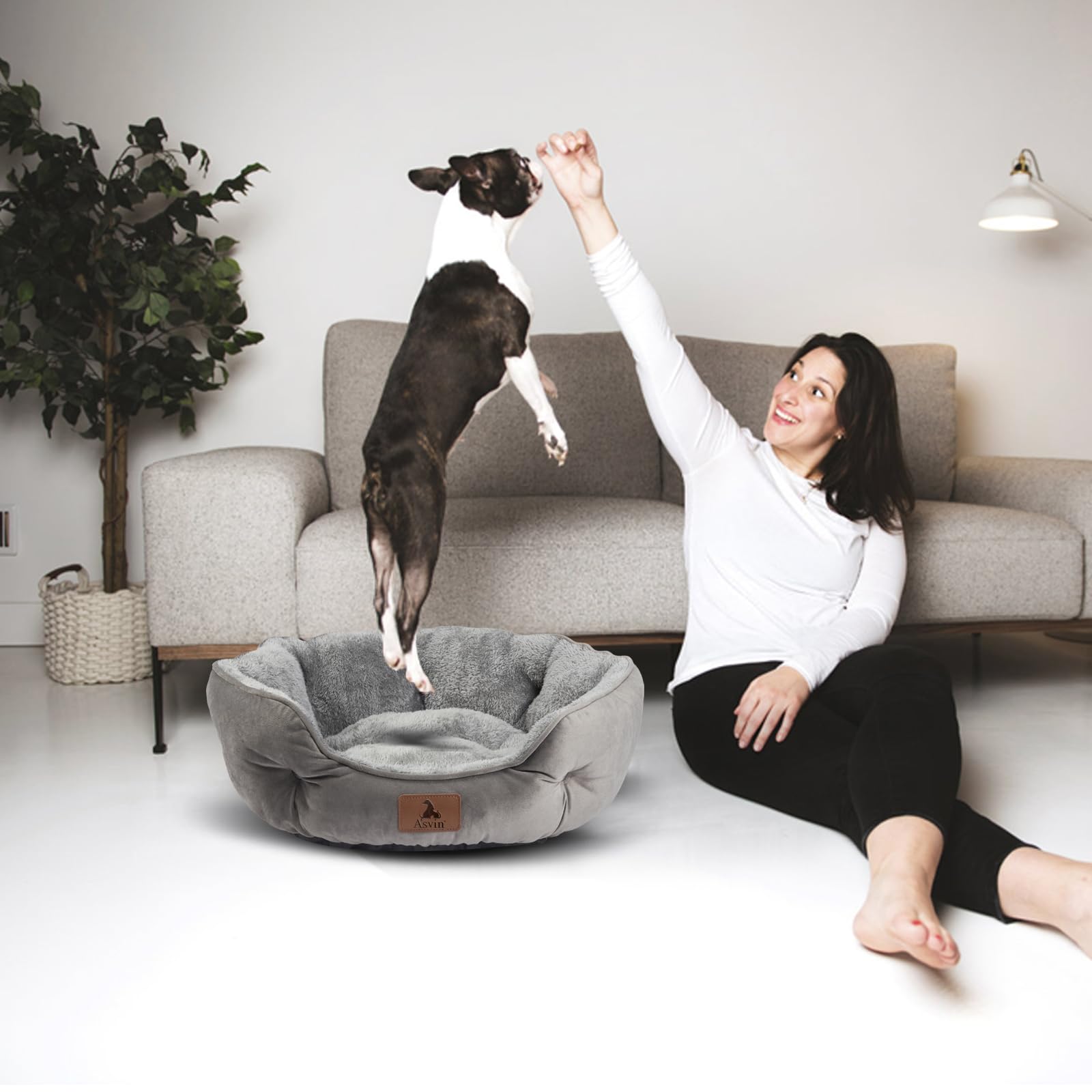 Asvin 20-inch size fits small dogs and cats comfortably.