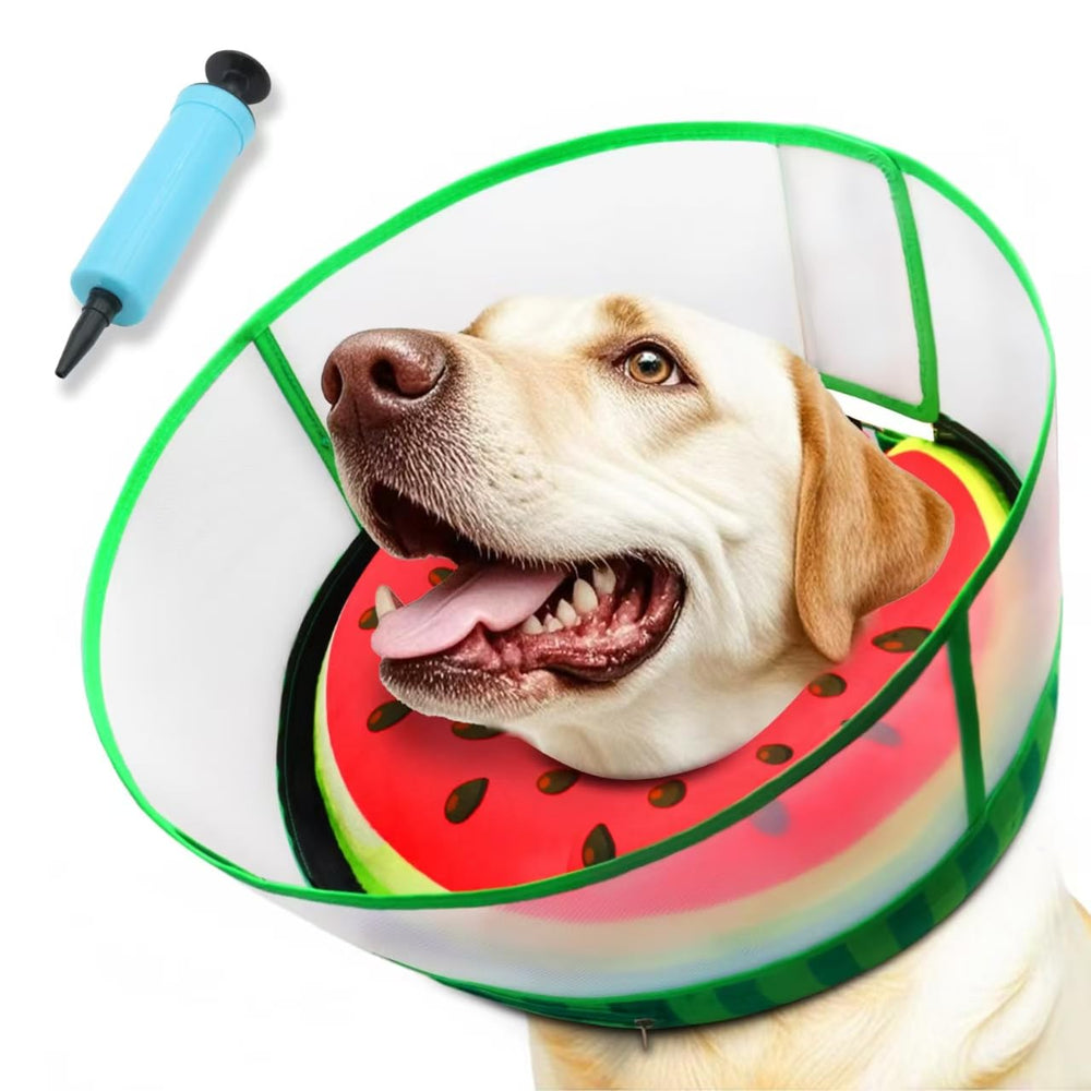 AThooDel inflatable dog cone collar in Watermelon color on a medium dog, protecting wounds and aiding healing.